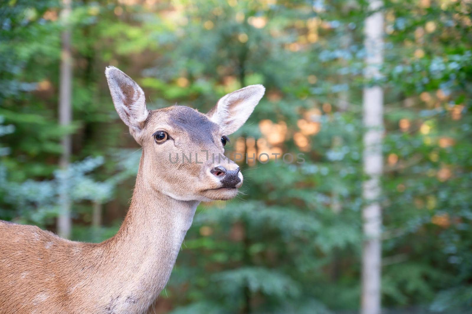 White tailed deer fawn in autumn forest, wildlife in the woodland