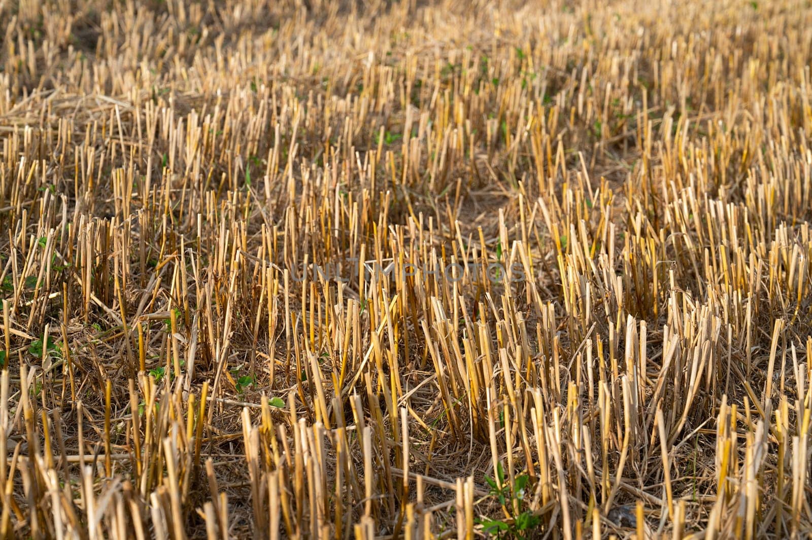 Straw on the harvested field, cultivated barley, harvest in the summer, agriculture for food, farmland on the countryside