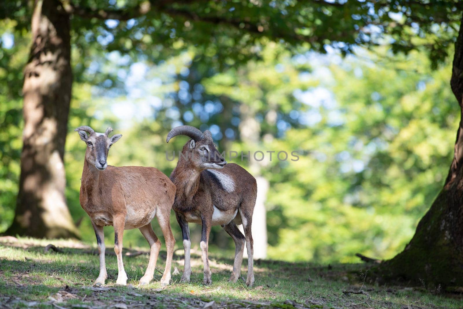 Mouflon with antlers in the forest, wildlife in the woodland, Ovis gmelini animal, wildlife habitat, wild goat