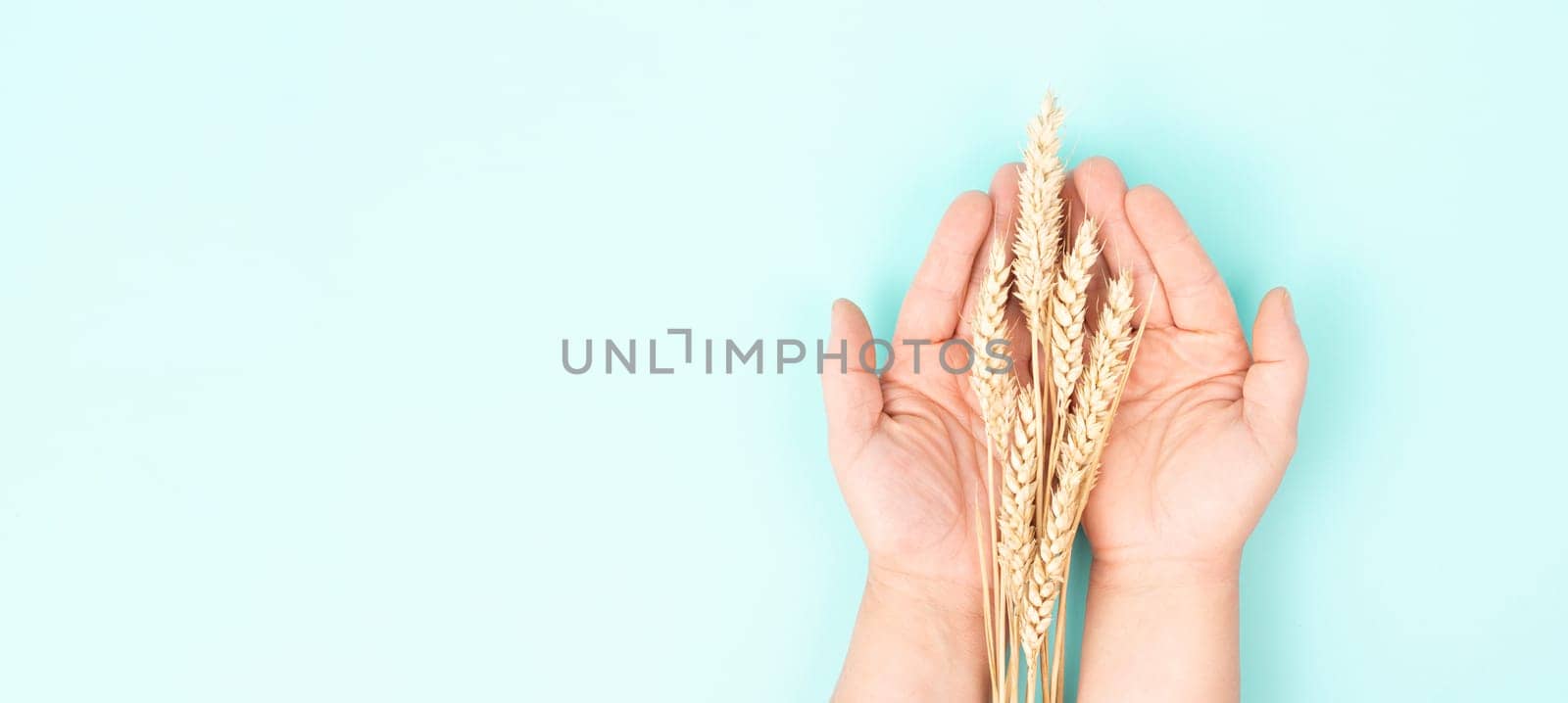 Holding wheat ears, gluten intolerance, celiac disease or grain allergy, harvest in summer, agriculture for food, farm