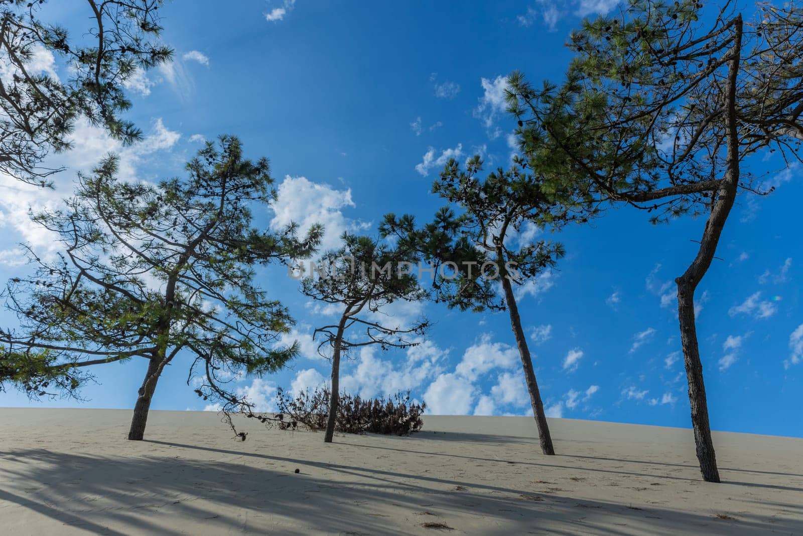 Dune of Pilat, the tallest sand dune in Europe. Arcachon Bay. Aquitaine, France