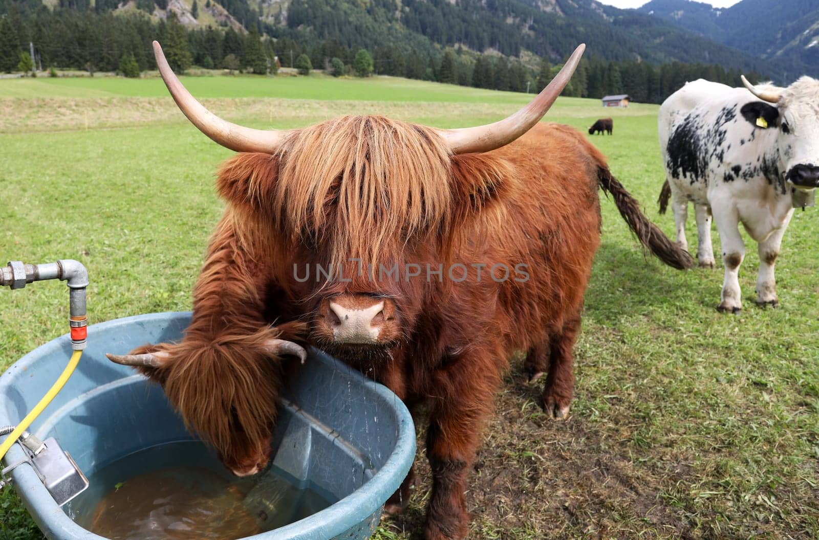 A female red Scottish Highland cattle with calf drinking water