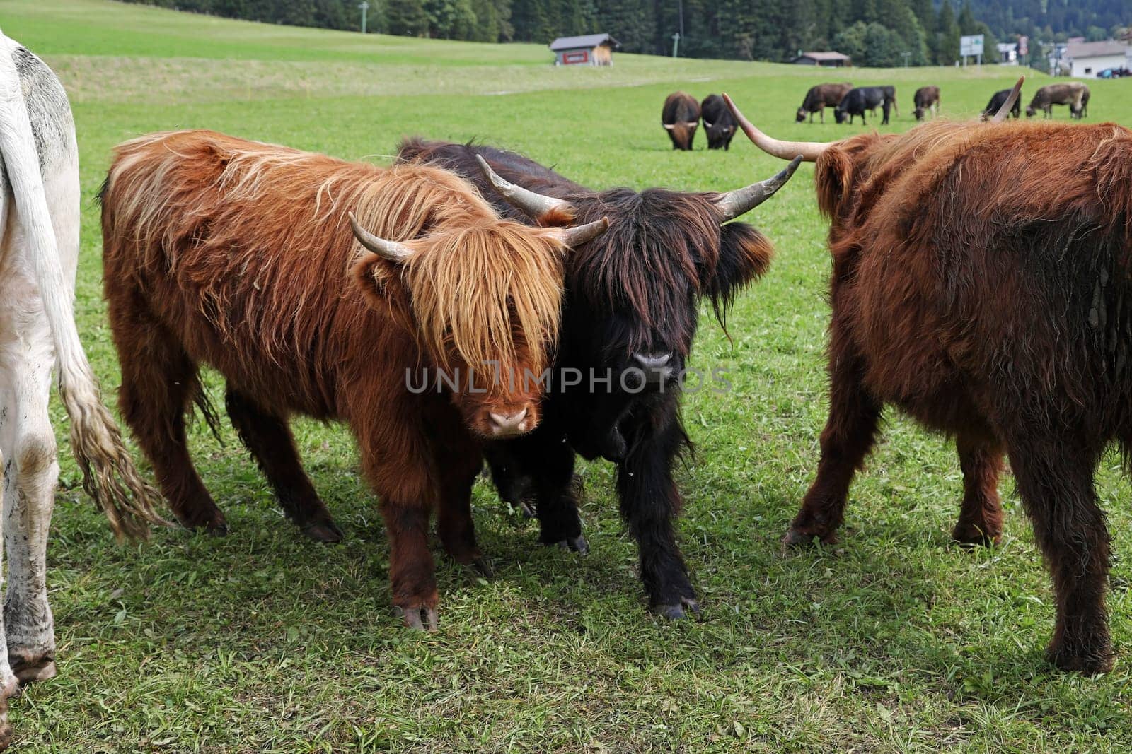 Young Scottish Highland cattle or Kyloes in the mountains of Austria