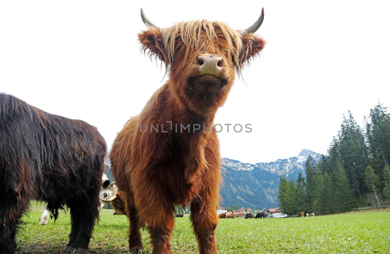 A young Scottish Highland cow or Kyloe in the mountains of Austria