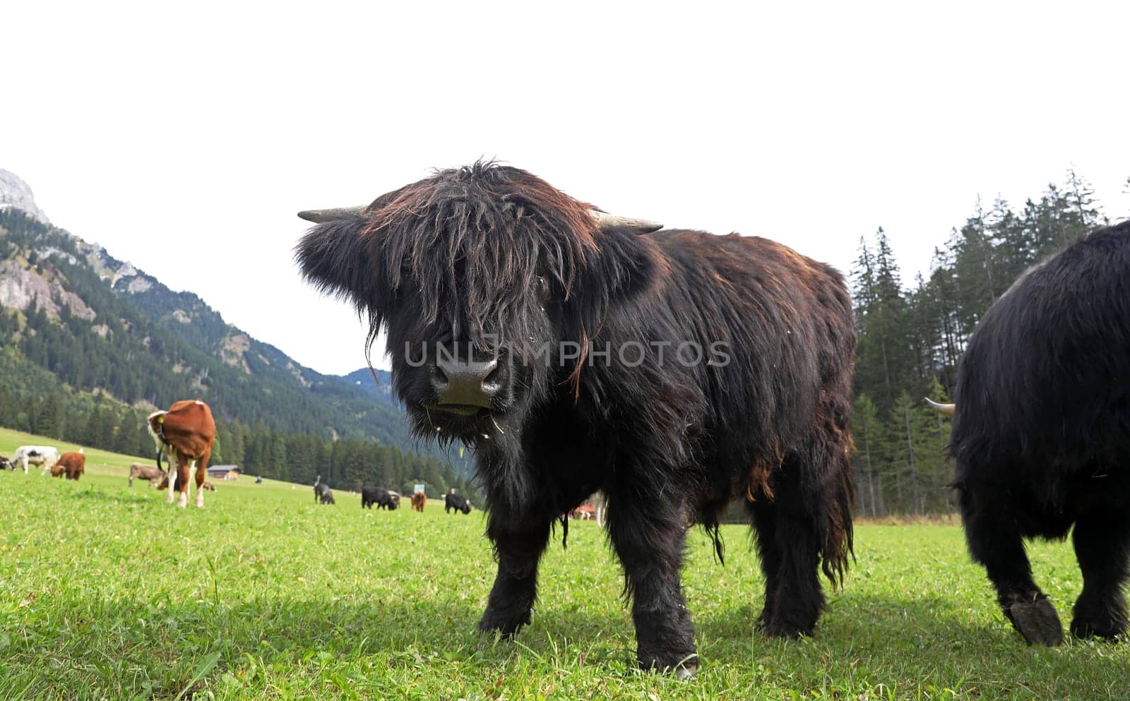A young Scottish Highland cow or Kyloe in the mountains of Austria
