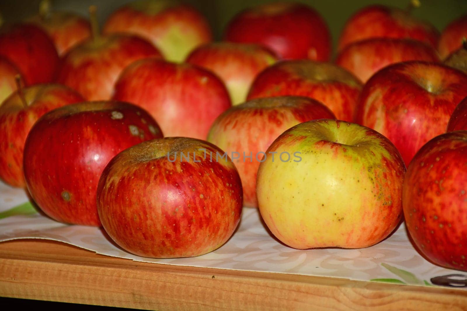 ripe red apples stored on a shelf in a cellar in Germany in late summer