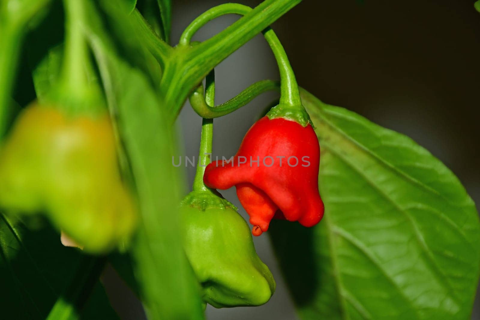 bishops crown chili on its plant