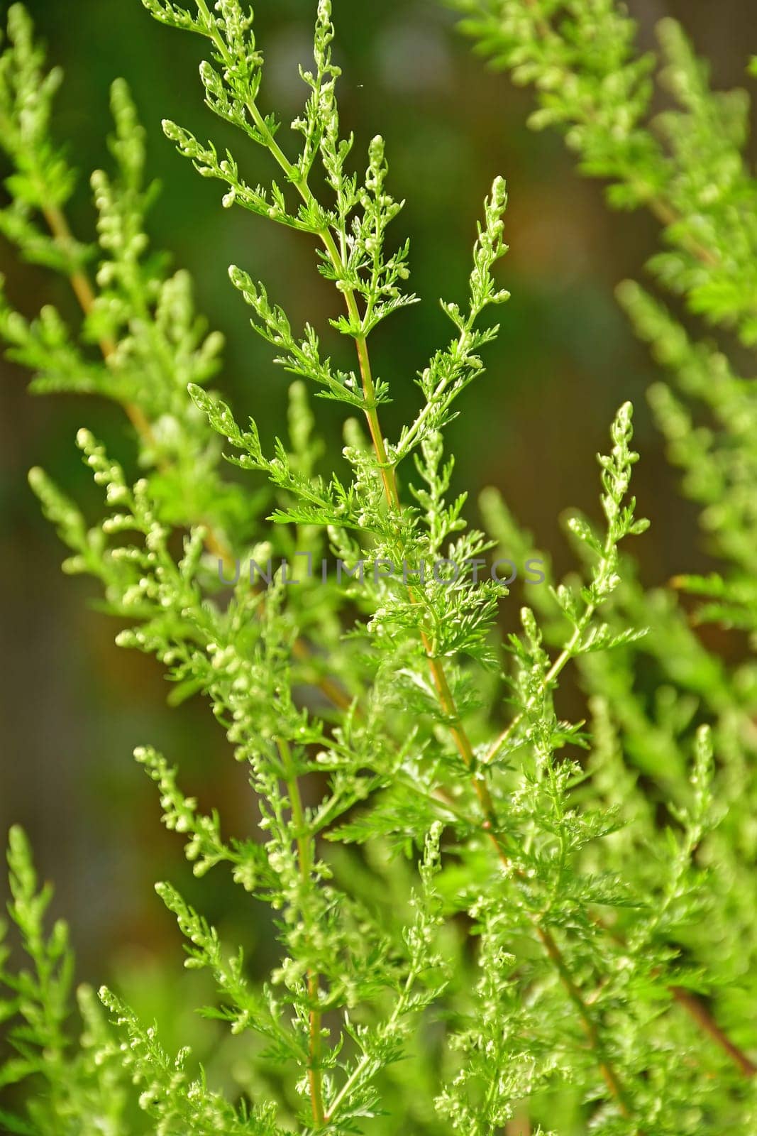 Sweet Annie, chinese medicinal herb in a garden in autumn in Germany