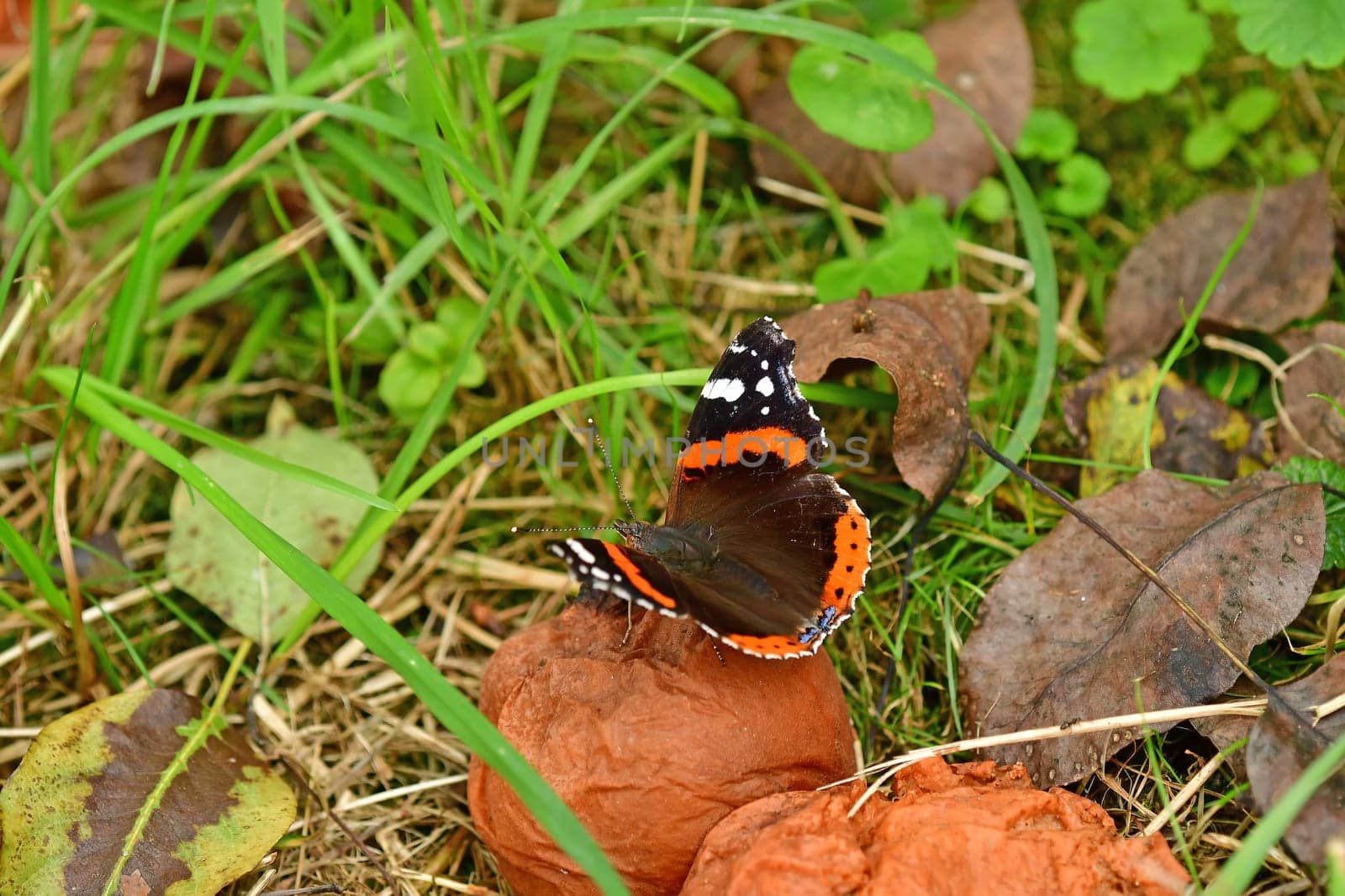 Red admiral, German butterfly on a rotten pear
