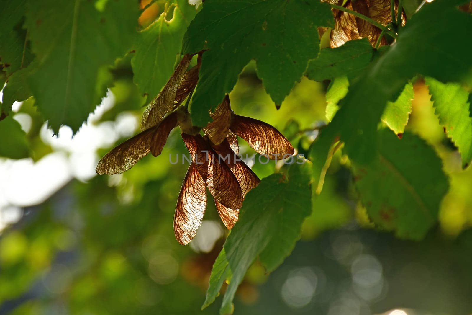 maple seeds in autumn on a tree with blurred, green background