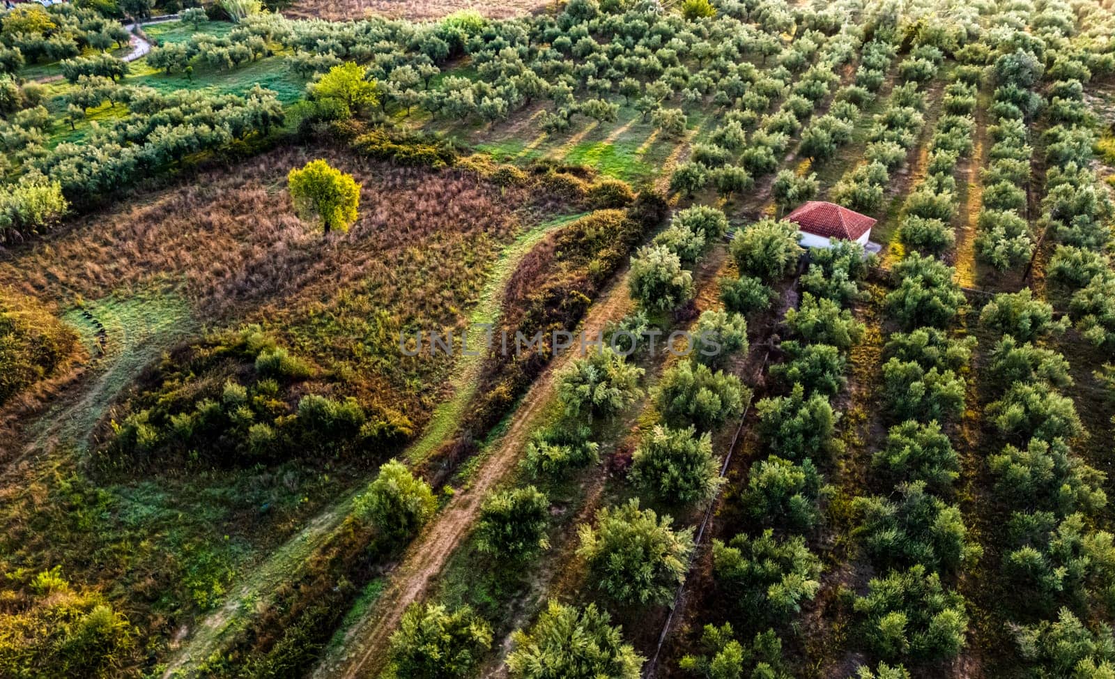 Olives plantation at the village of Acroyali near Kalamaki in southern Peloponnese, Greece