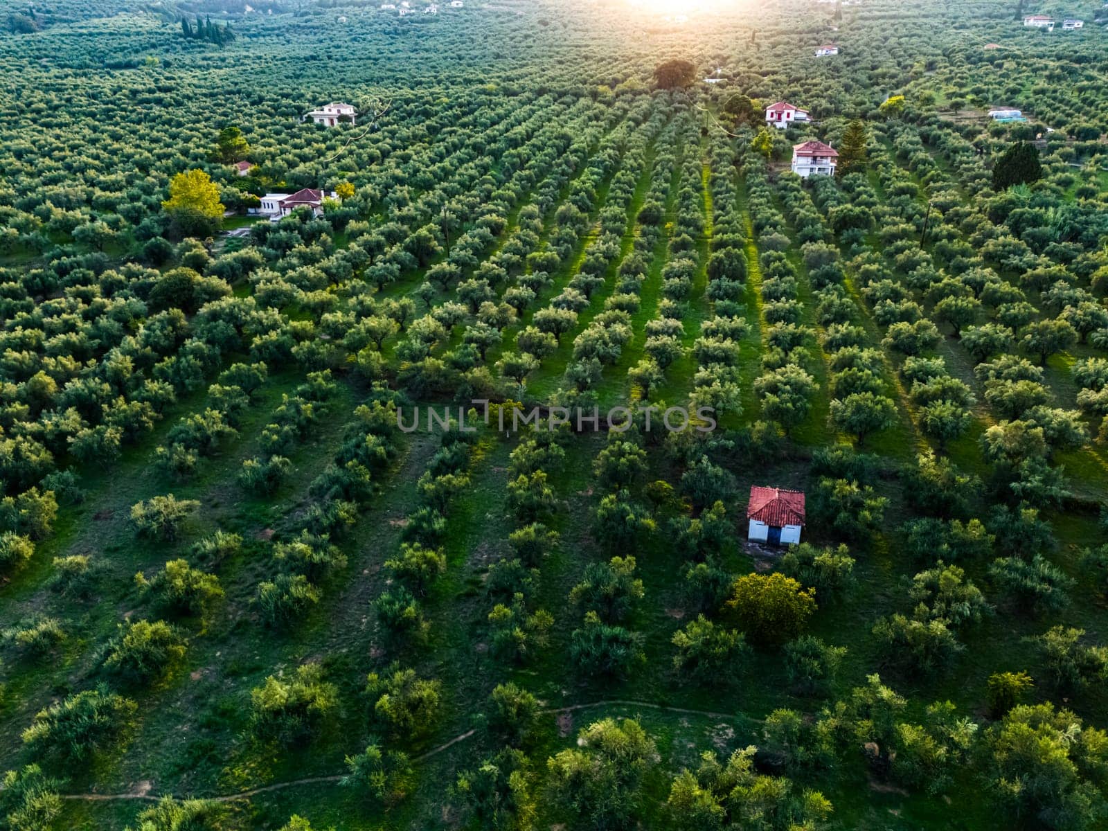 Olives plantation at the village of Acroyali near Kalamaki in southern Peloponnese, Greece