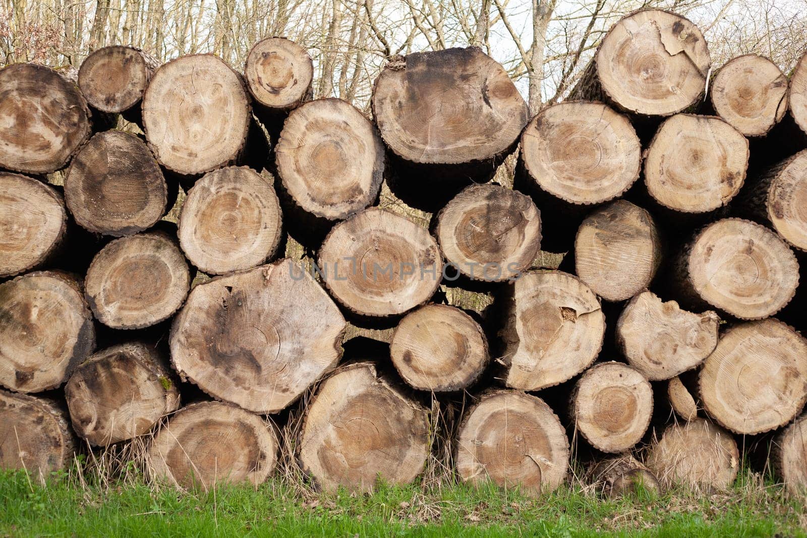 Pile of wood logs. Natural wooden background with closeup of clean cut of chopped firewood logs.