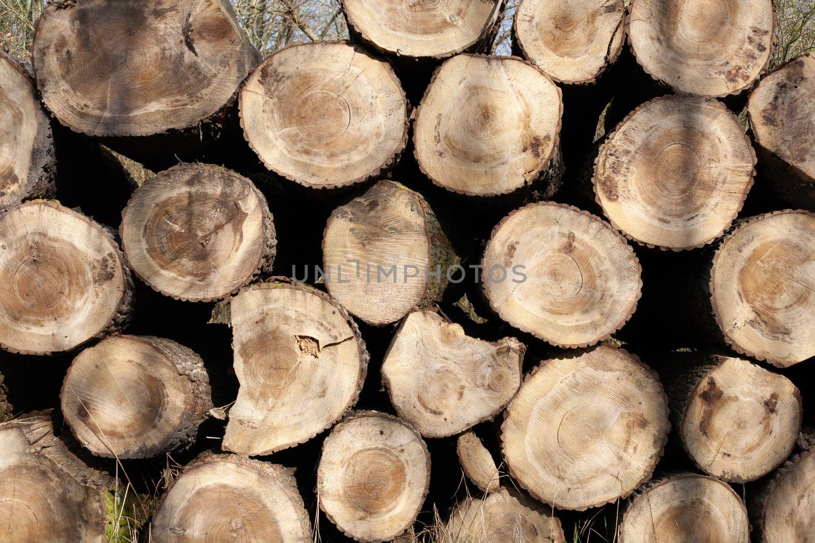 Pile of wood logs. Natural wooden background with closeup of clean cut of chopped firewood logs.