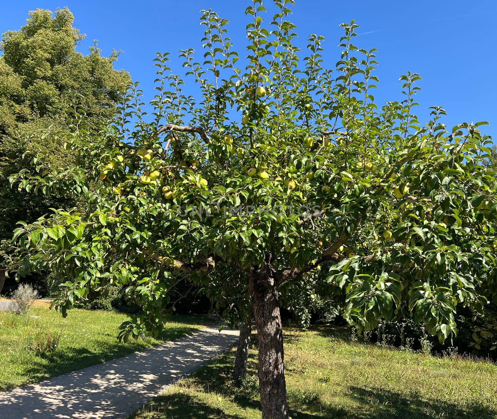 "Old apple varieties are increasingly being planted again in meadow orchards. Old apple varieties are increasingly being planted in orchards again. """