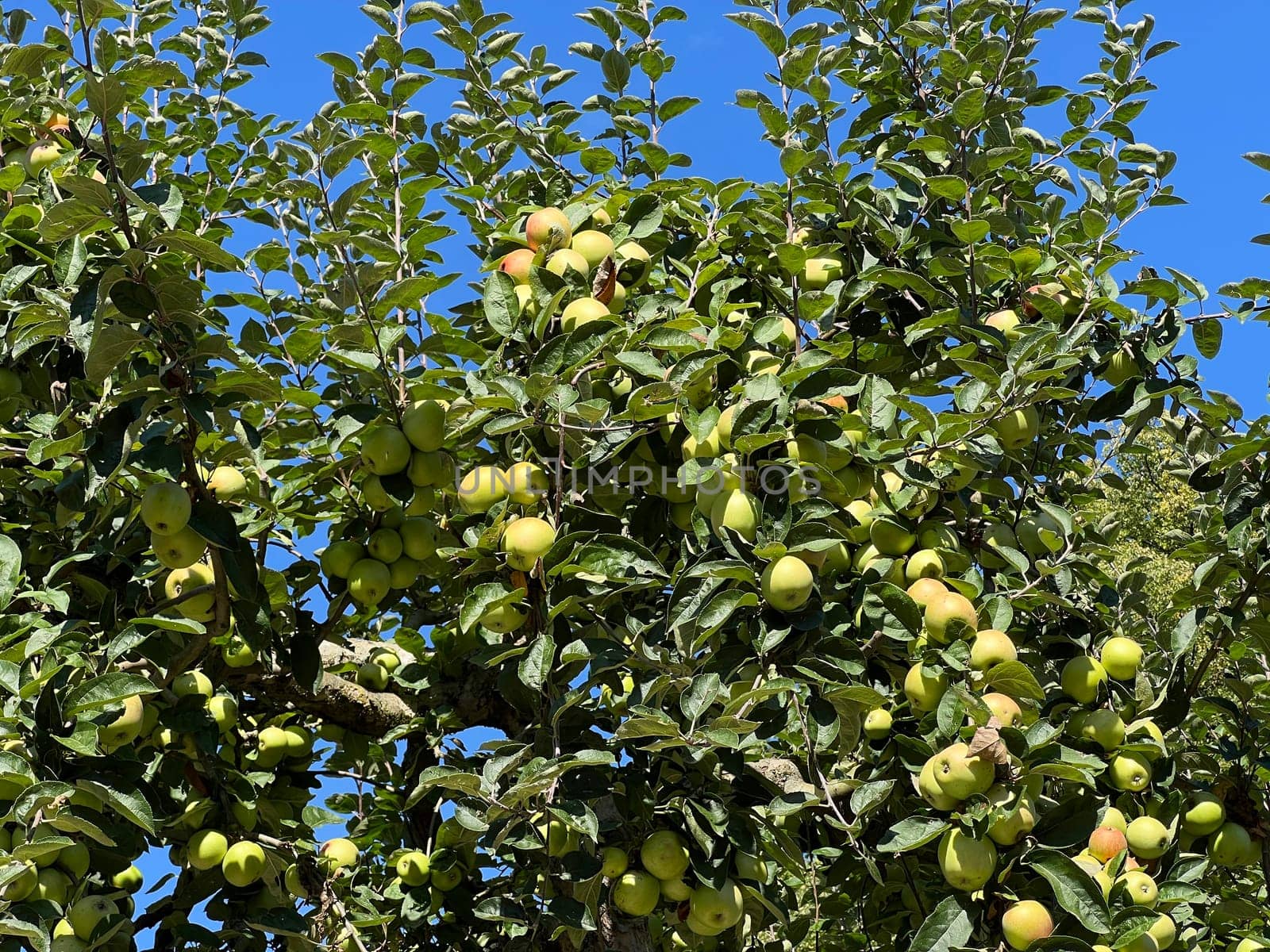 Old apple varieties are increasingly being planted again in orchards. Old apple varieties are increasingly being planted in orchards again. Old apple varieties are increasingly being planted in orchards again.