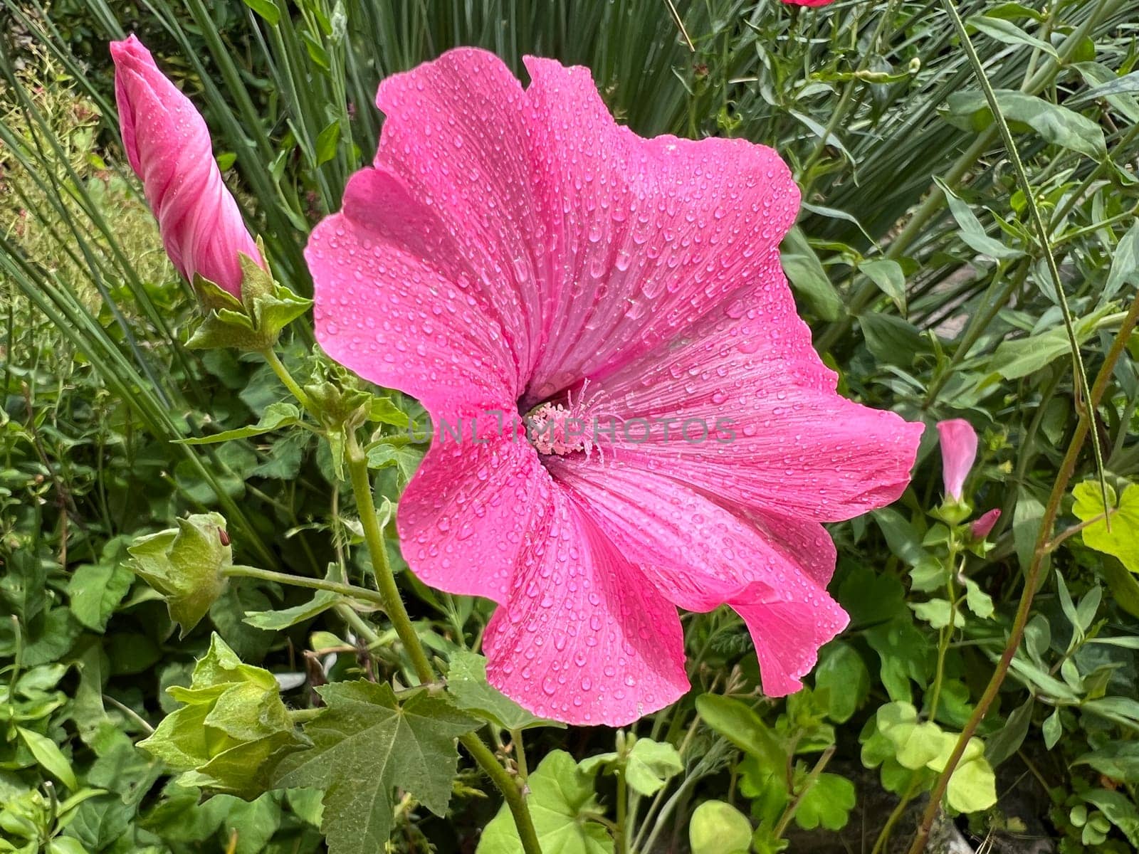 Bechermallow,Lavatera trimestris,is a beautiful summer flower. Cup mallow,Lavatera trimestris,is a beautiful summer flower.