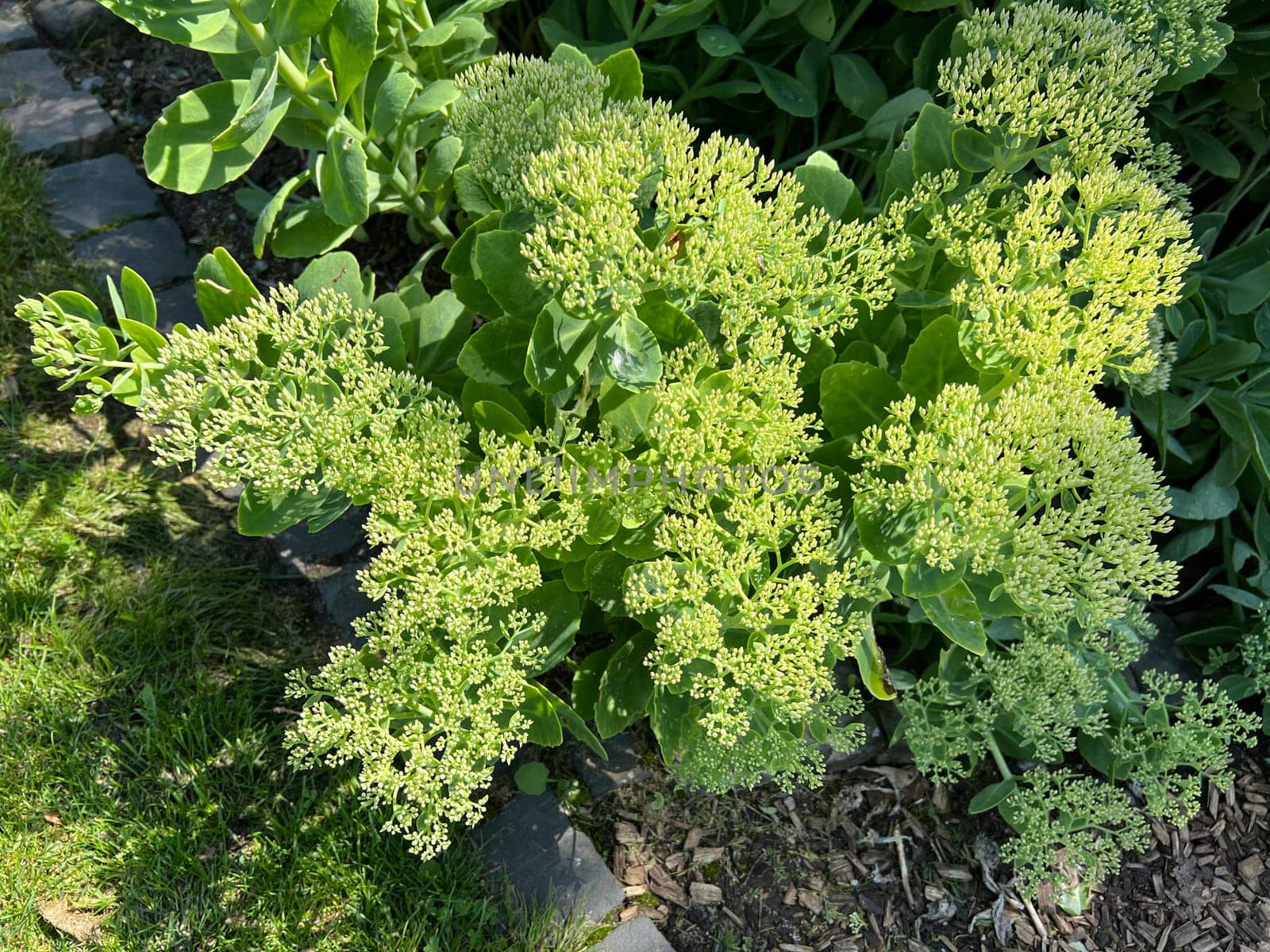 Tall stonecrop,Sedum is an upholstery perennial and is also used as a medicinal plant. Tall stonecrop,Sedum is a cushion perennial and is also used as a medicinal plant.