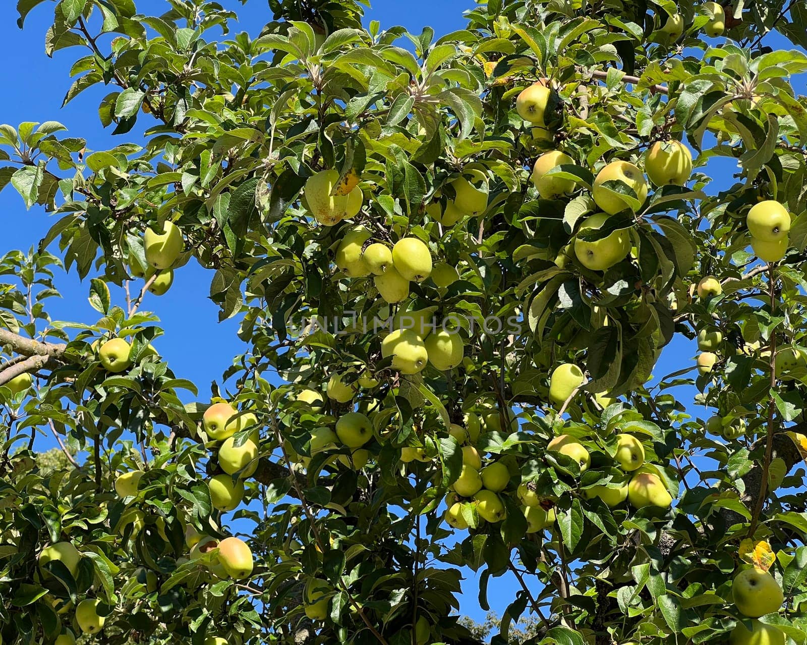 "Old apple varieties are increasingly being planted again in meadow orchards. Old apple varieties are increasingly being planted in orchards again. """