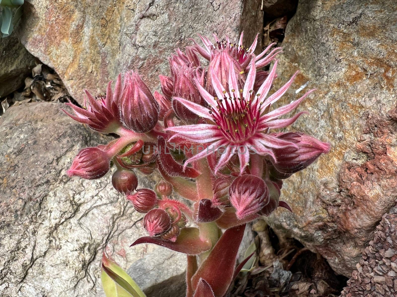 Houseleek,Sempervivum,tectorum,is a medicinal plant and an alpine flower with red flowers. Houseleek,Sempervivum,tectorum,is a medicinal plant and an alpine flower with red flowers.