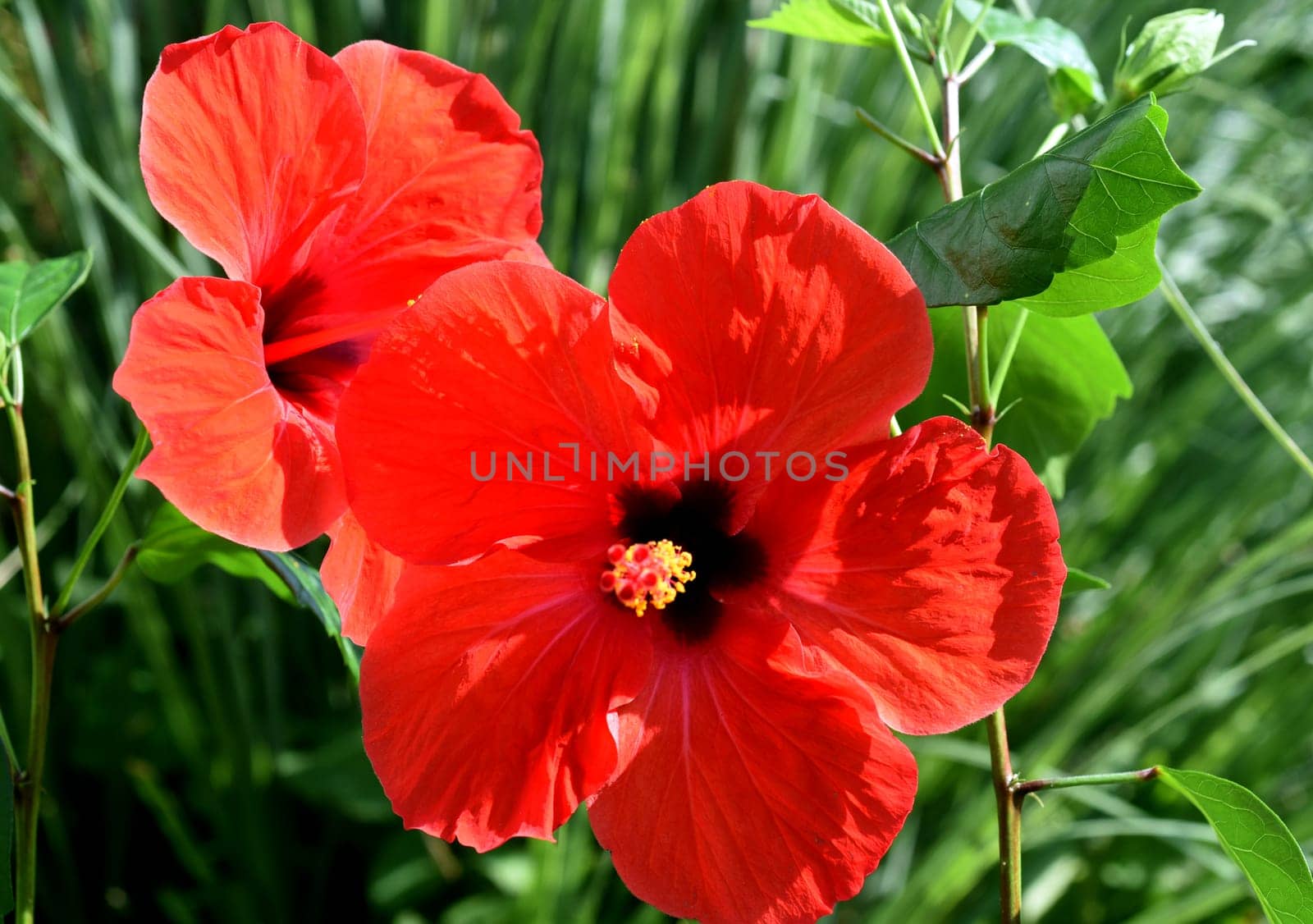 Hibiscus rosa-sinensis,also known as rose marshmallow,is a medicinal plant and a very decorative flower plant. Hibiscus rosa-sinensis,also called rosemary,is a medicinal plant and a very ornamental flowering plant.