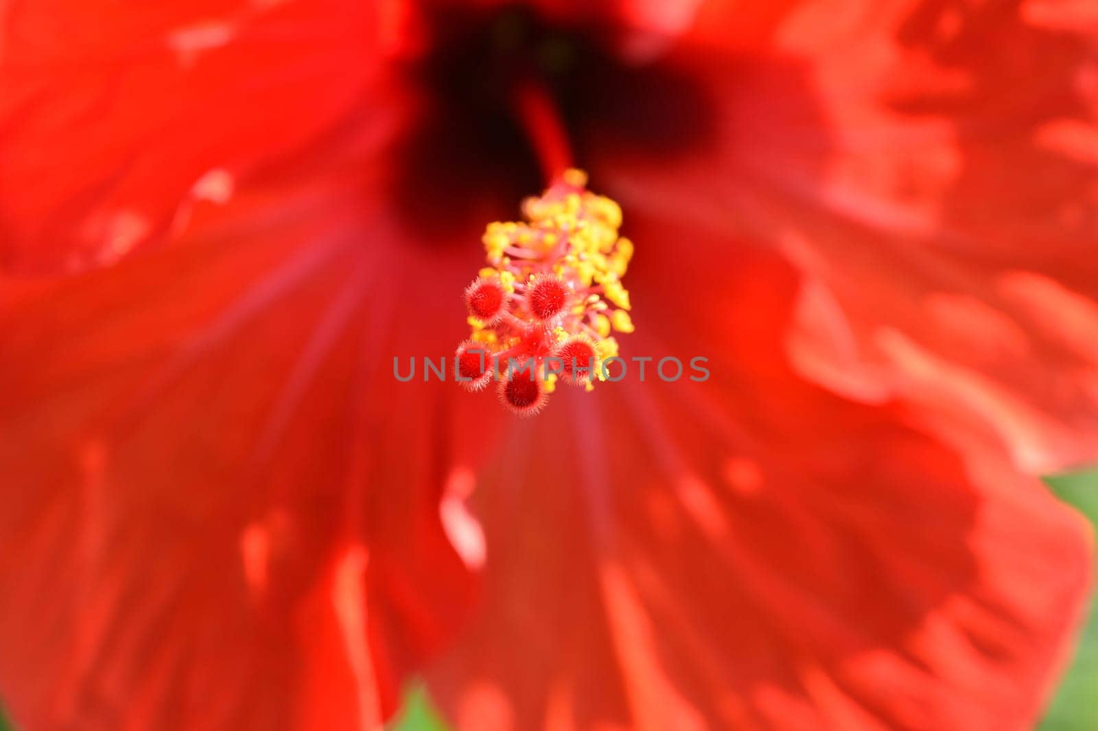 Hibiscus rosa-sinensis,also known as rose marshmallow,is a medicinal plant and a very decorative flower plant. Hibiscus rosa-sinensis,also called rosemary,is a medicinal plant and a very ornamental flowering plant.