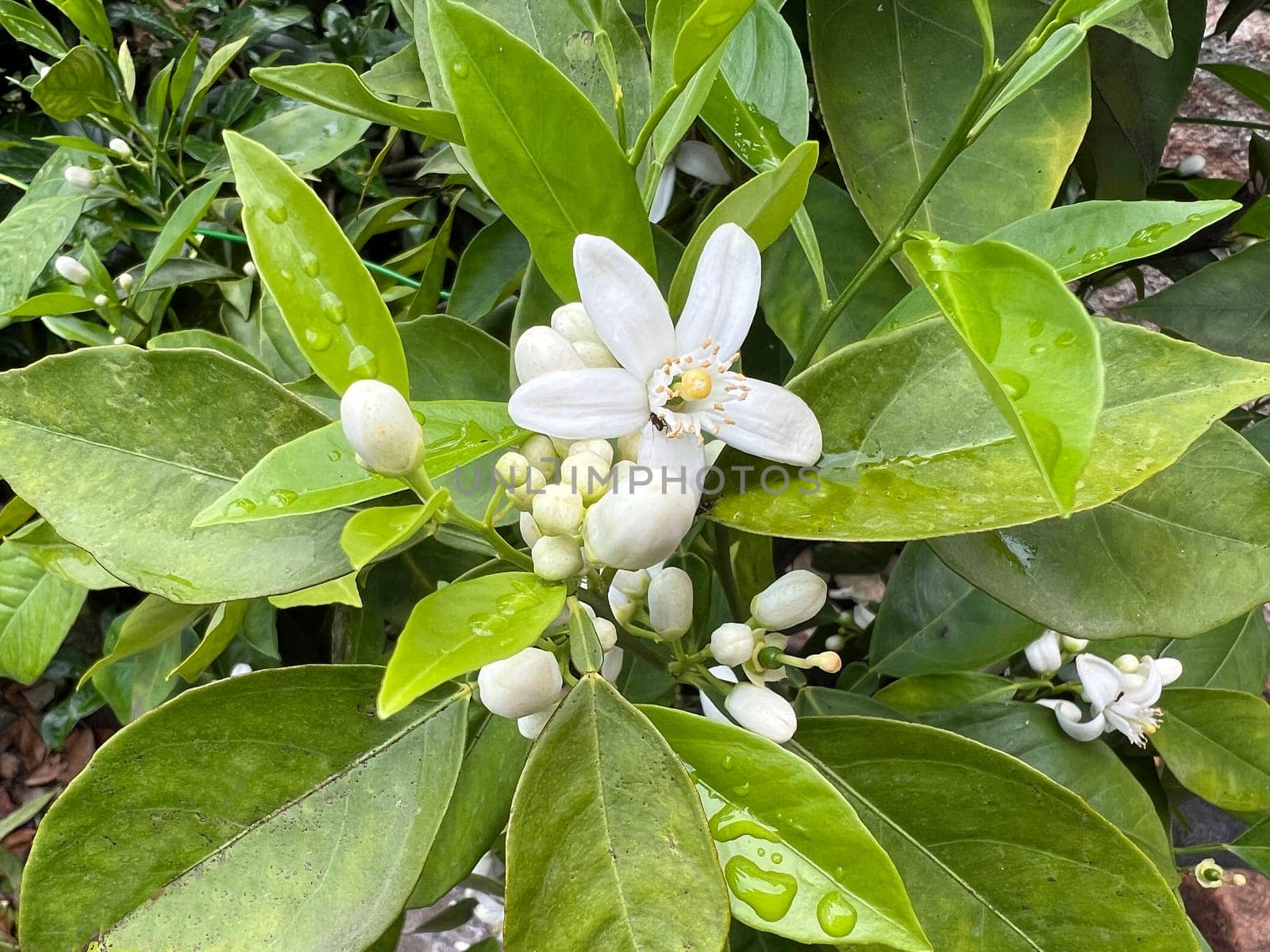 Orange,Citrus sinensis,is an exotic fruit that is also used dried as a fragrance enhancer. Orange,Citrus sinensis,is an exotic fruit that is also used as a fragrance when dried.