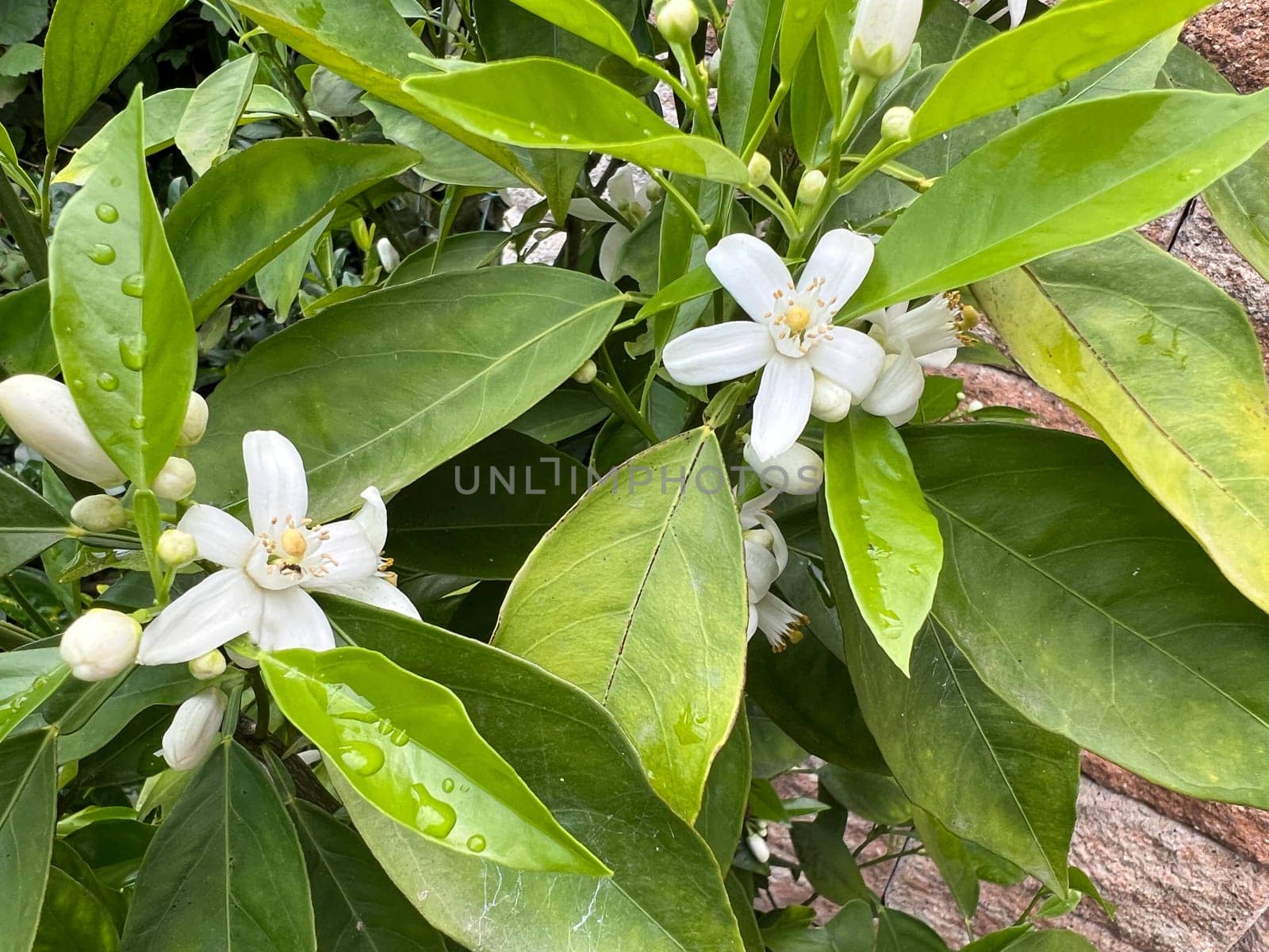 Orange,Citrus sinensis,is an exotic fruit that is also used dried as a fragrance enhancer. Orange,Citrus sinensis,is an exotic fruit that is also used as a fragrance when dried.