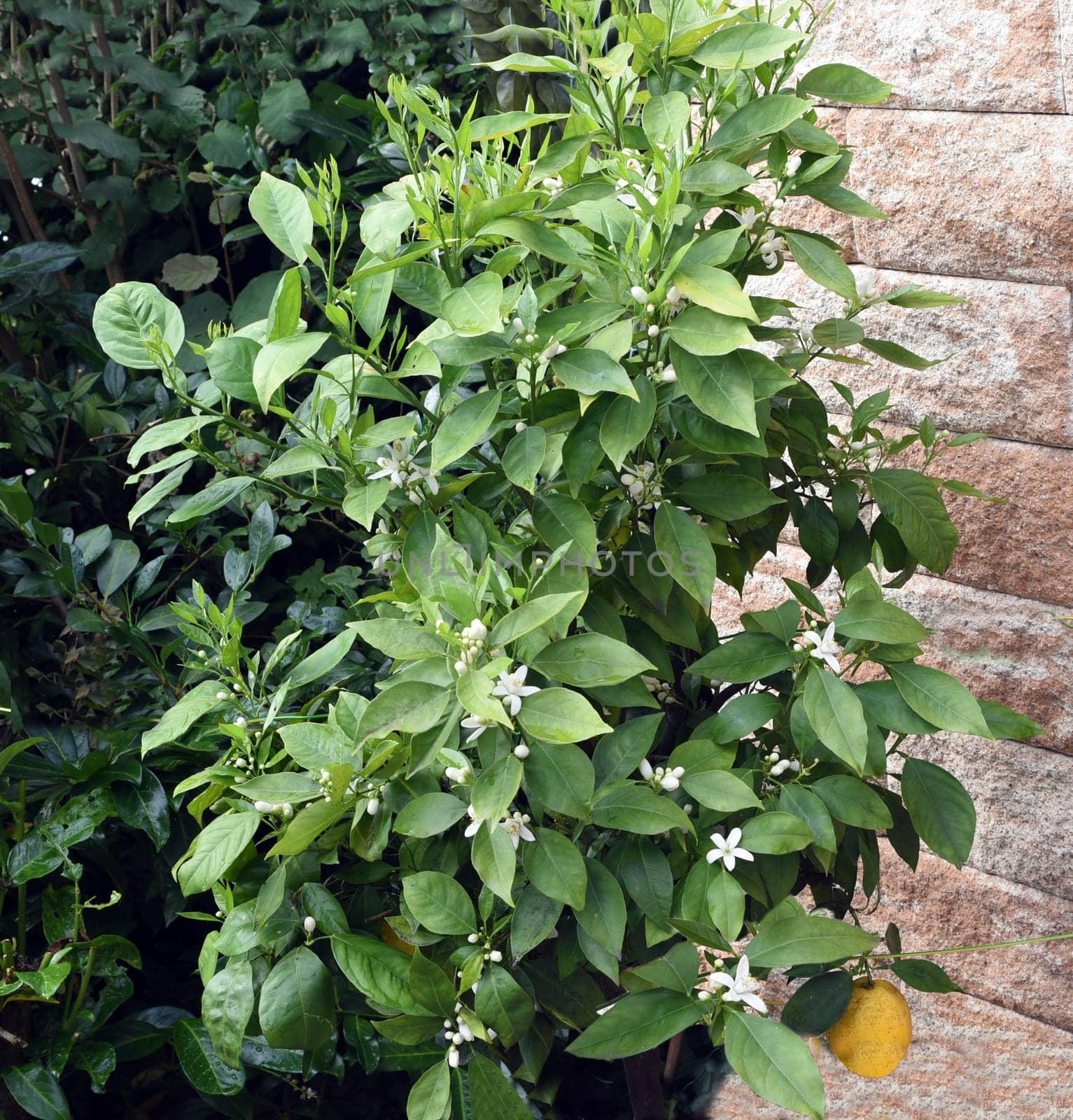 Orange,Citrus sinensis,is an exotic fruit that is also used dried as a fragrance enhancer. Orange,Citrus sinensis,is an exotic fruit that is also used as a fragrance when dried.