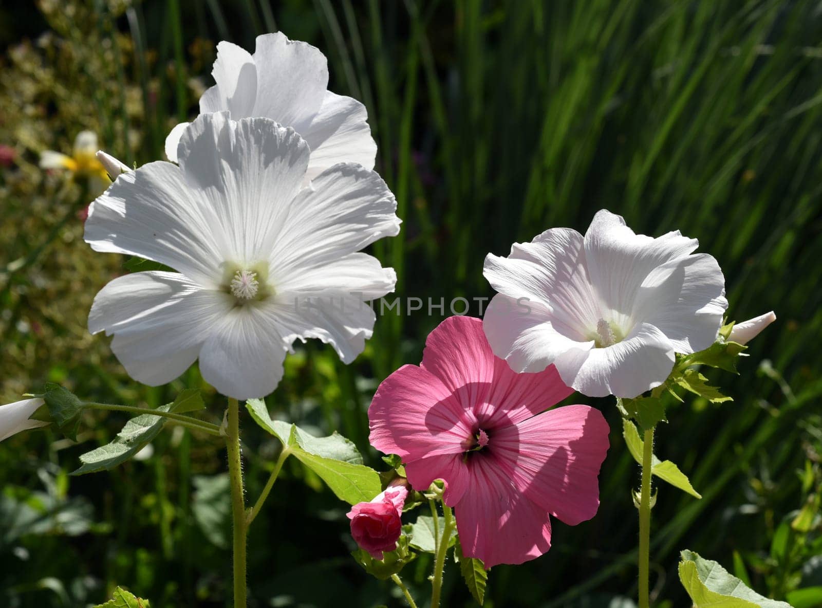 Bechermallow,Lavatera trimestris,is a beautiful summer flower. Cup mallow,Lavatera trimestris,is a beautiful summer flower.
