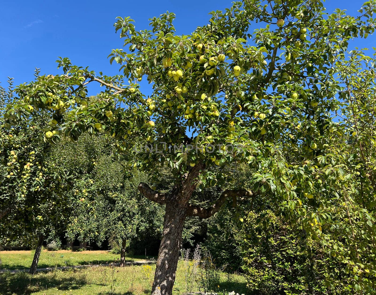 "Old apple varieties are increasingly being planted again in meadow orchards. Old apple varieties are increasingly being planted in orchards again. """