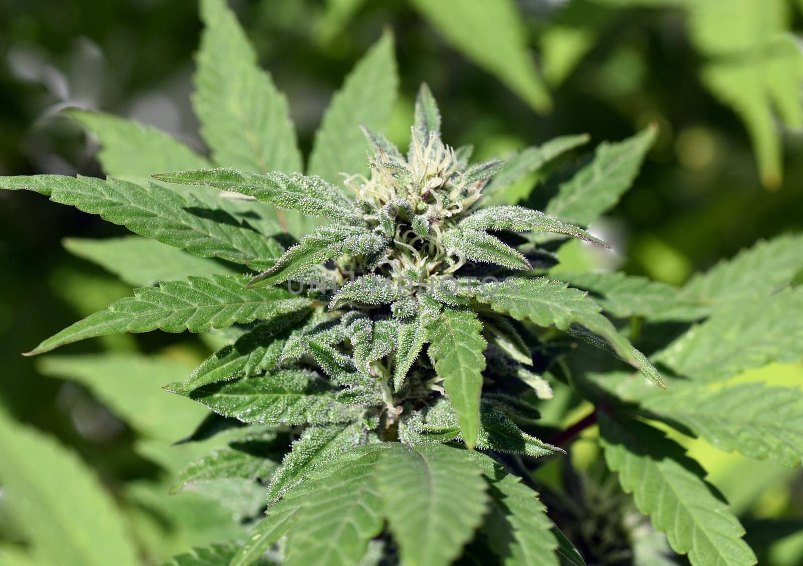 Cannabis is no longer subject to the Narcotics Act (BtMG). Adults aged 18 and over are allowed to own up to 3 plants.  Cannabis is no longer subject to the Narcotics Act (BtMG). Adults aged 18 and over are allowed to own up to 3 plants