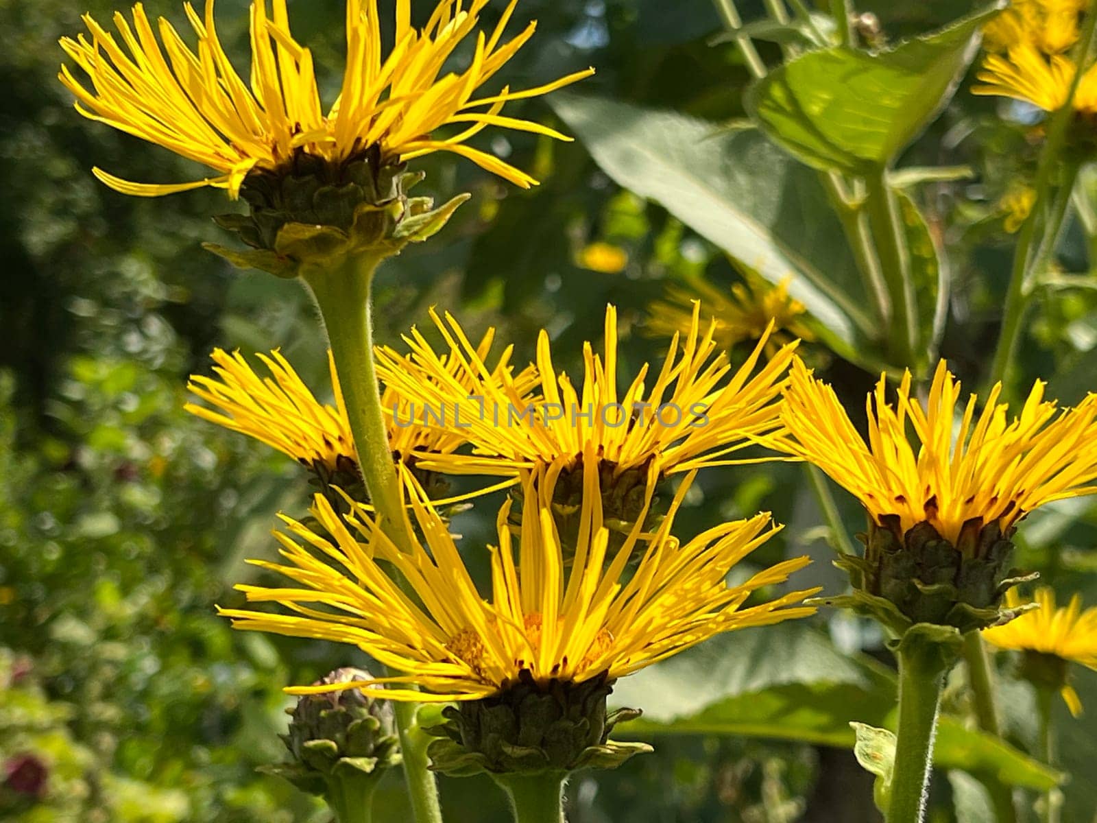Elecampan,Inula Helenium,is a perennial with yellow flowers. It is an important medicinal plant and is also used in medicine. Alcampan,Inula Helenium,is a perennial with yellow flowers. It is an important medicinal plant and is also used in medicine.