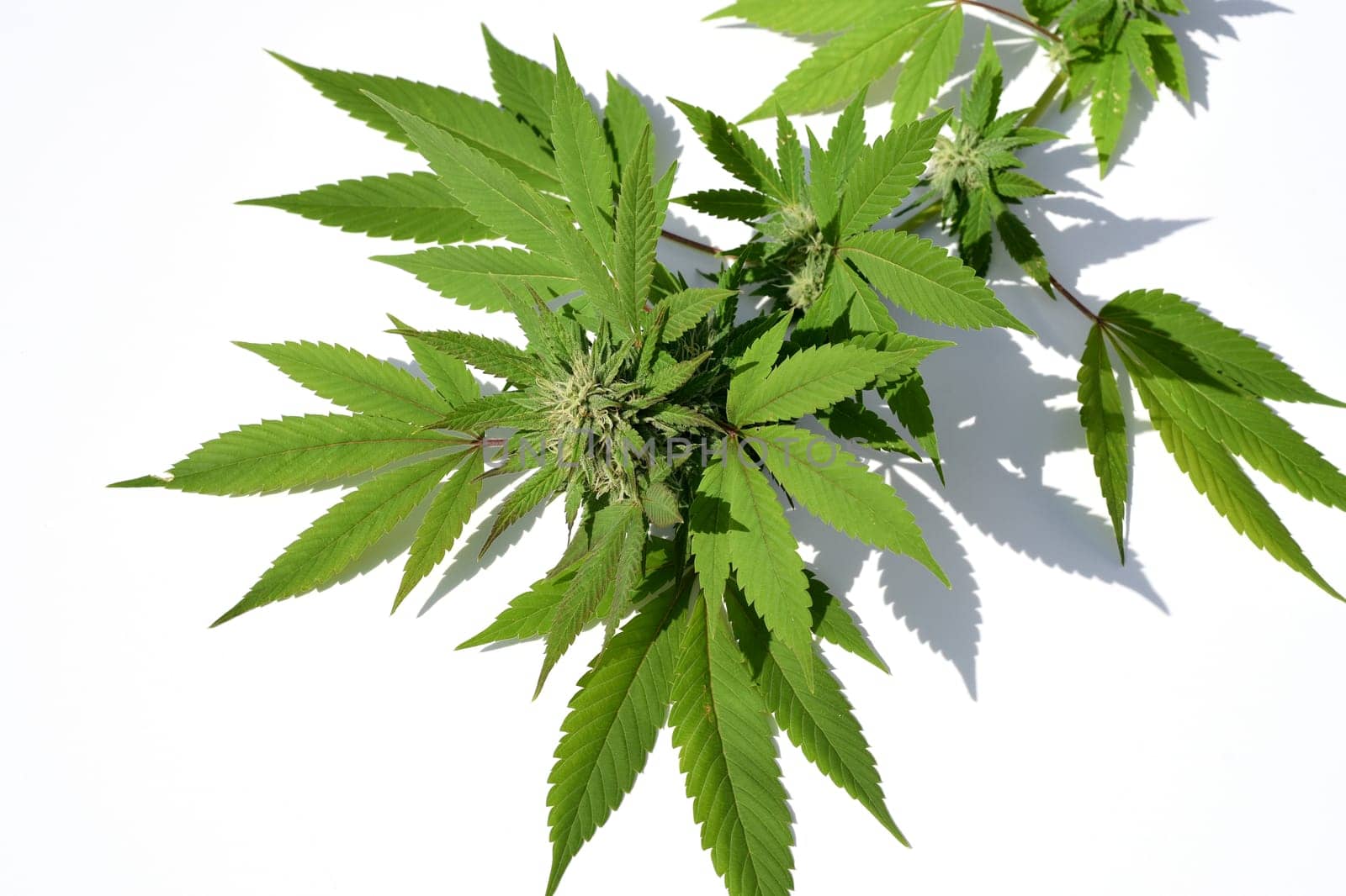 Cannabis is no longer subject to the Narcotics Act (BtMG). Adults aged 18 and over are allowed to own up to 3 plants.  Cannabis is no longer subject to the Narcotics Act (BtMG). Adults aged 18 and over are allowed to own up to 3 plants