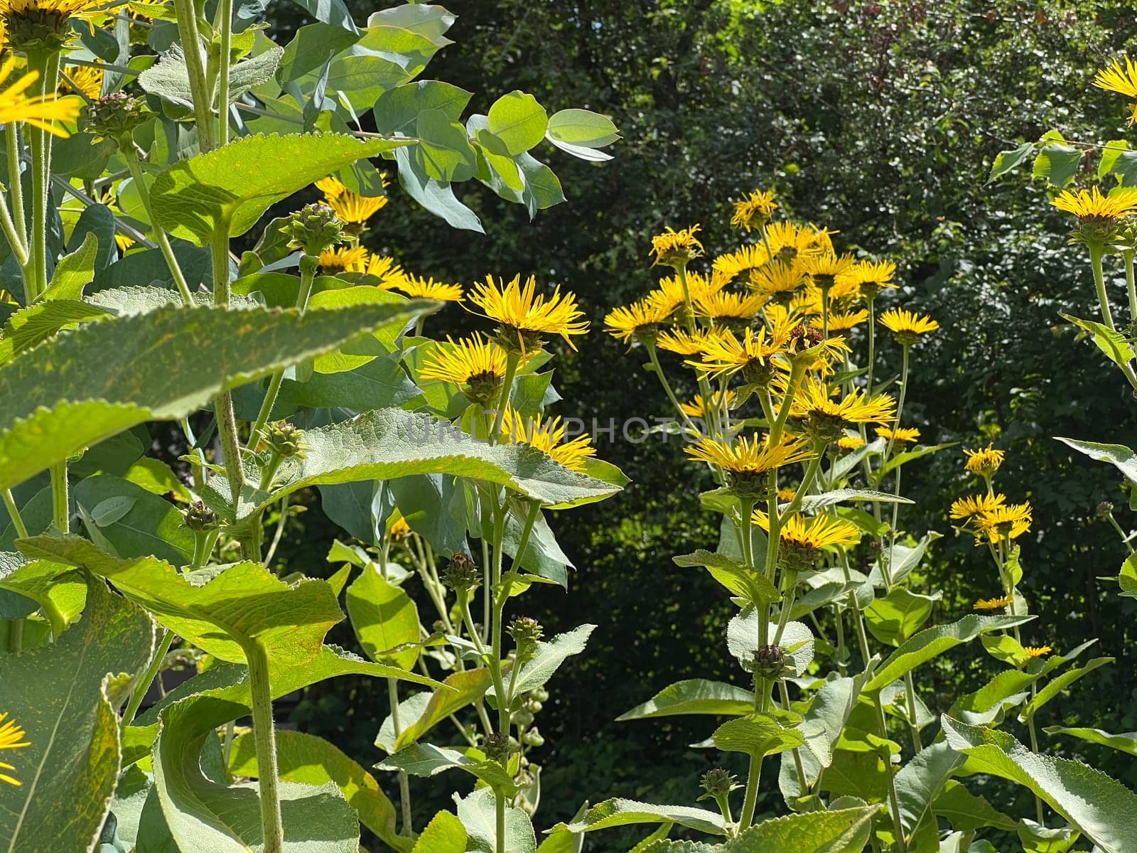 Elecampan,Inula Helenium,is a perennial with yellow flowers. It is an important medicinal plant and is also used in medicine. Alcampan,Inula Helenium,is a perennial with yellow flowers. It is an important medicinal plant and is also used in medicine.