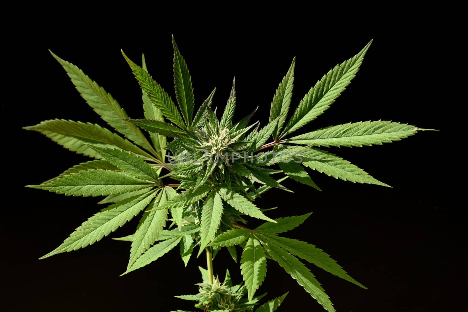 Cannabis is no longer subject to the Narcotics Act (BtMG). Adults aged 18 and over are allowed to own up to 3 plants.  Cannabis is no longer subject to the Narcotics Act (BtMG). Adults aged 18 and over are allowed to own up to 3 plants