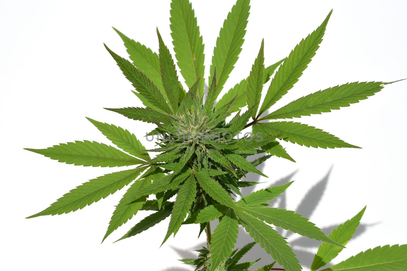 Cannabis is no longer subject to the Narcotics Act (BtMG). Adults aged 18 and over are allowed to own up to 3 plants.  Cannabis is no longer subject to the Narcotics Act (BtMG). Adults aged 18 and over are allowed to own up to 3 plants