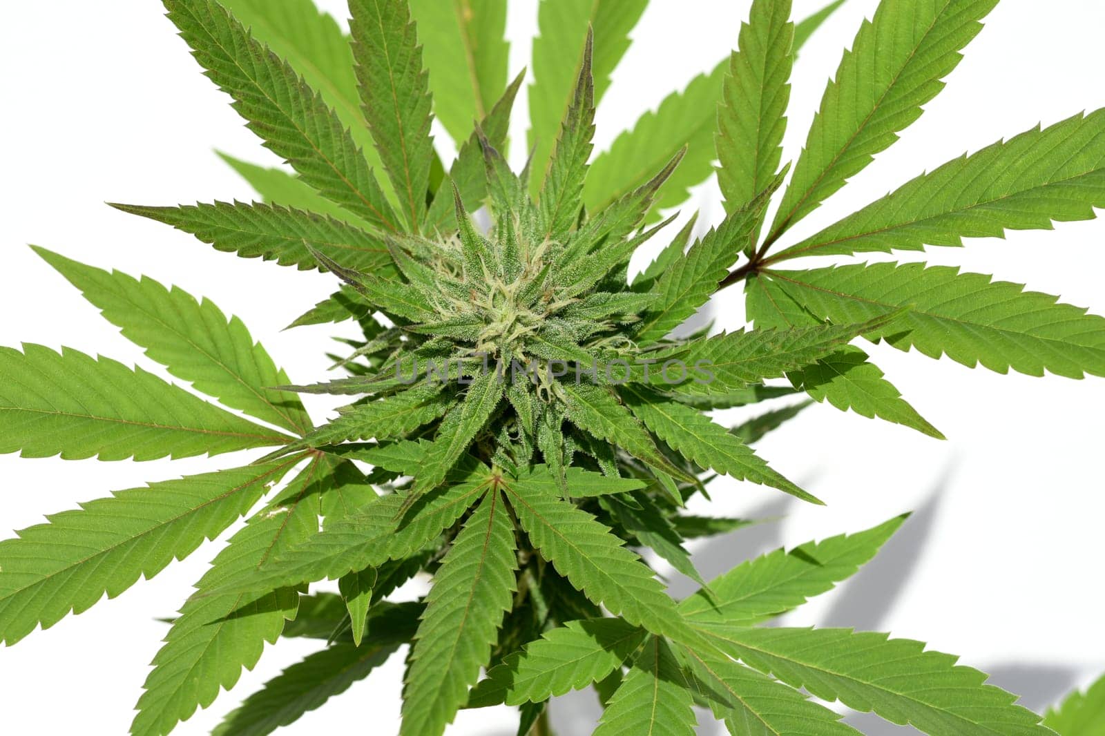 Cannabis is no longer subject to the Narcotics Act (BtMG). Adults aged 18 and over are allowed to own up to 3 plants.  Cannabis is no longer subject to the Narcotics Act (BtMG). Adults aged 18 and over are allowed to own up to 3 plants