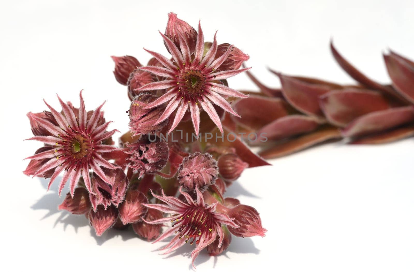Houseleek,Sempervivum,tectorum,is a medicinal plant and an alpine flower with red flowers. Houseleek,Sempervivum,tectorum,is a medicinal plant and an alpine flower with red flowers.