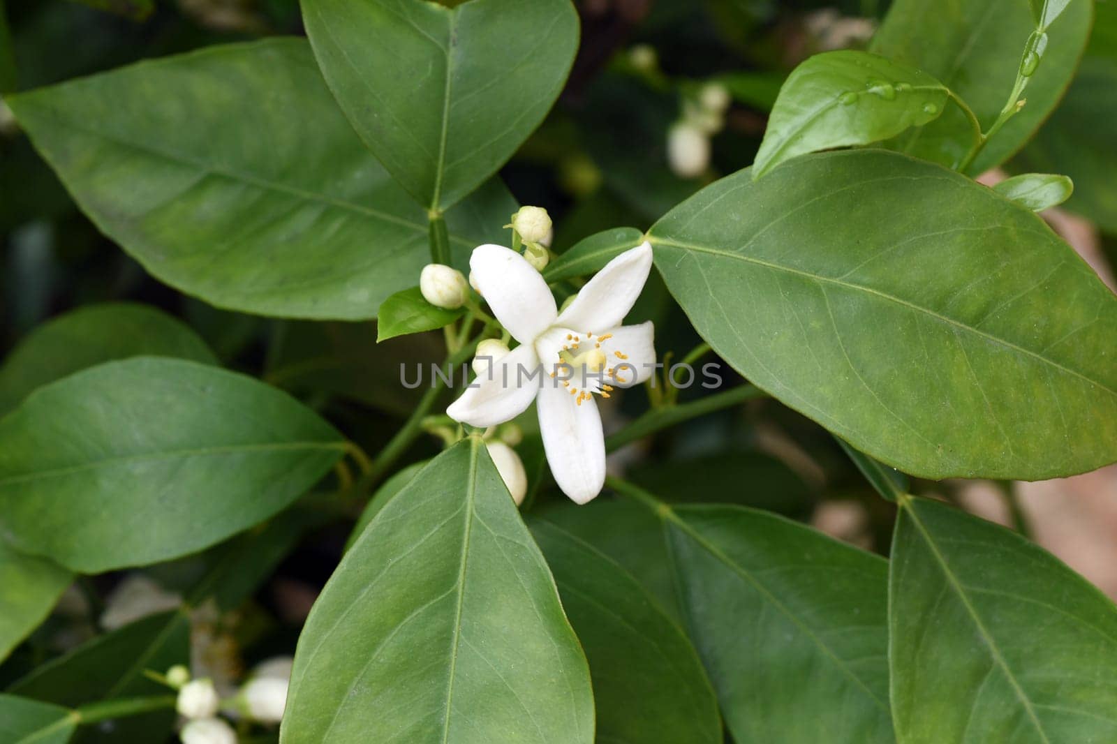 Orange,Citrus sinensis,is an exotic fruit that is also used dried as a fragrance enhancer. Orange,Citrus sinensis,is an exotic fruit that is also used as a fragrance when dried.
