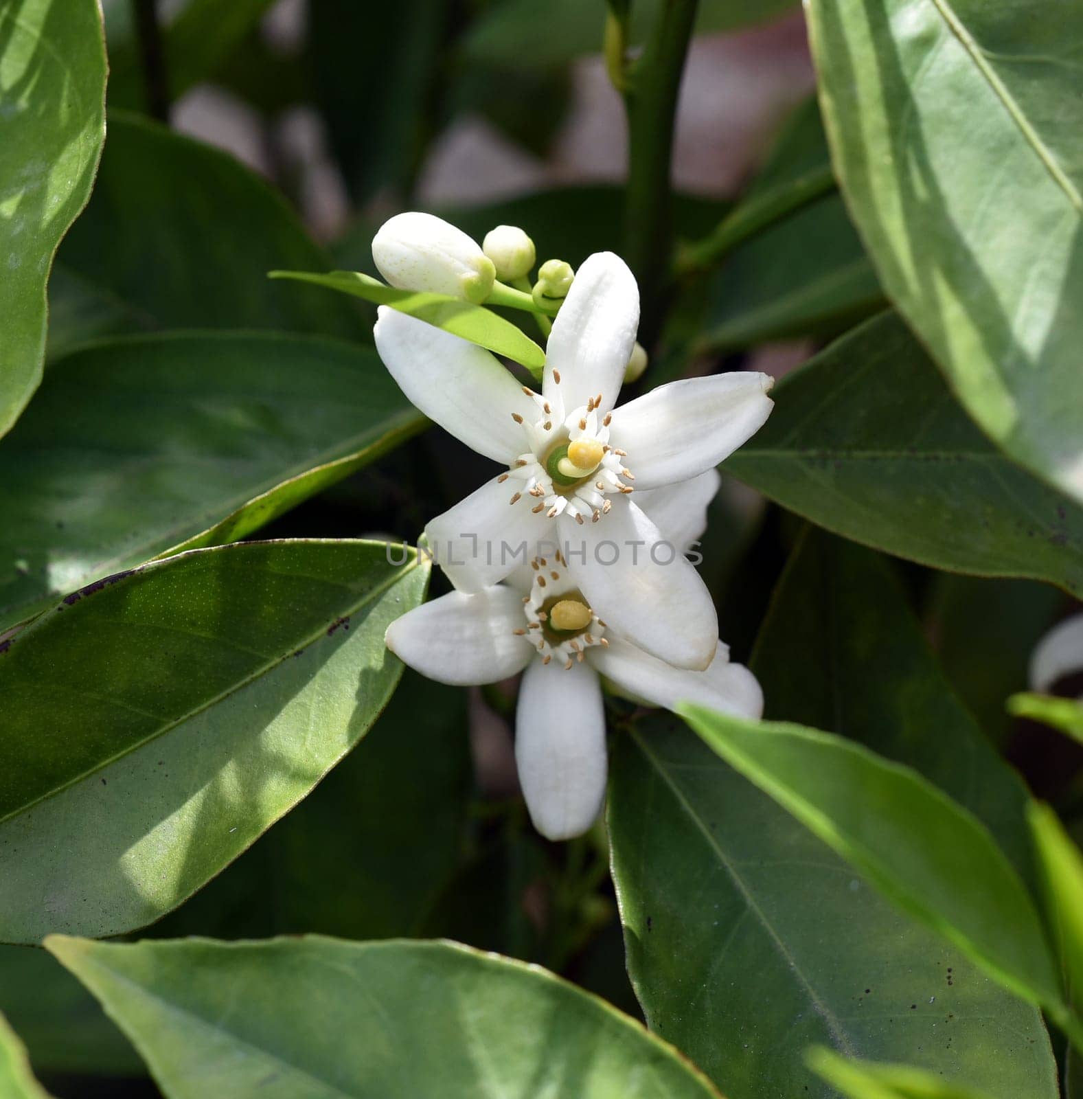 Orange,Citrus sinensis,is an exotic fruit that is also used dried as a fragrance enhancer. Orange,Citrus sinensis,is an exotic fruit that is also used as a fragrance when dried.