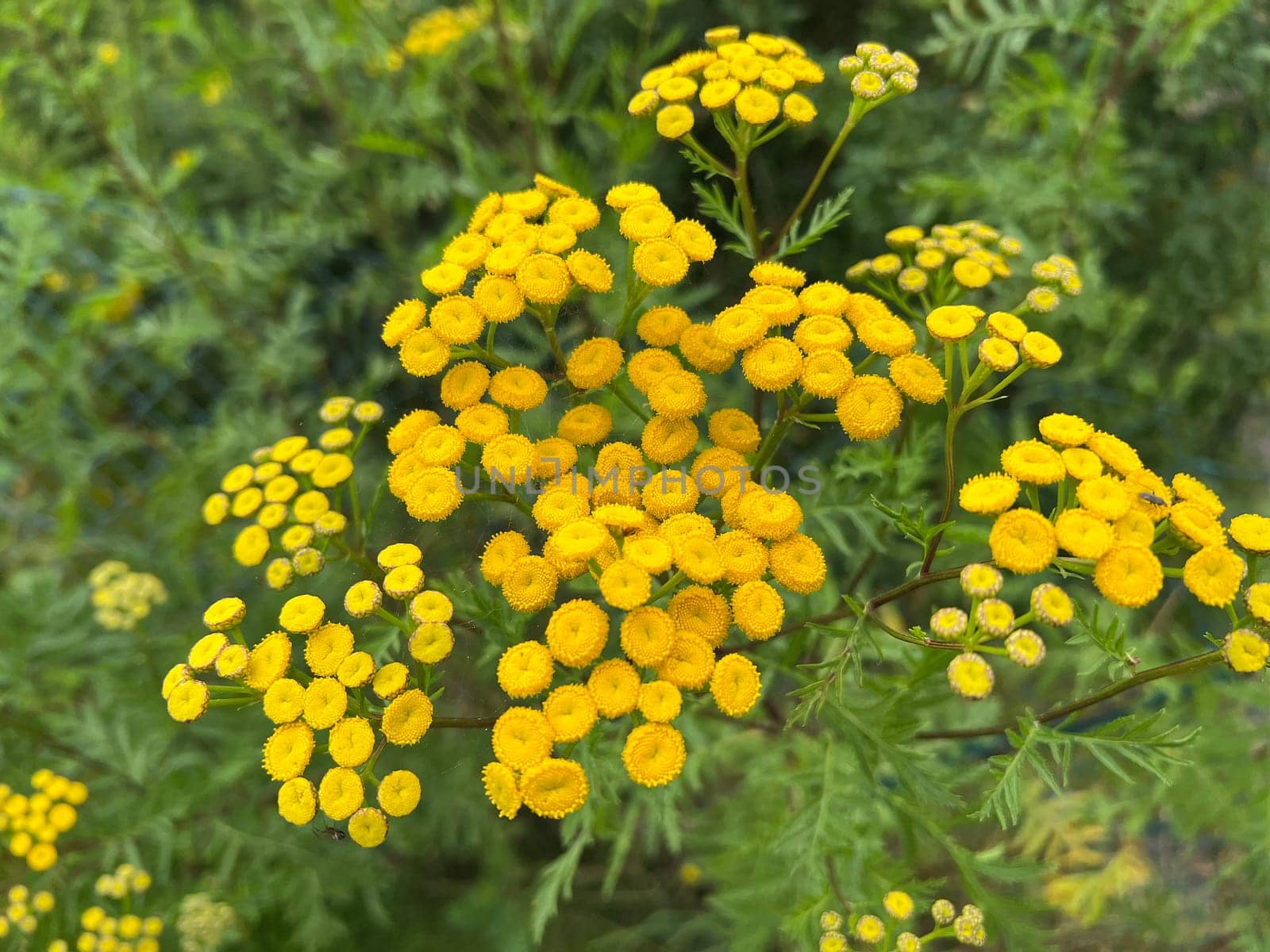 Tansy,Tanecetum vulgare is a medicinal plant with beautiful yellow flowers. Tanny,Tanecetum vulgare is a medicinal plant with beautiful yellow flowers.
