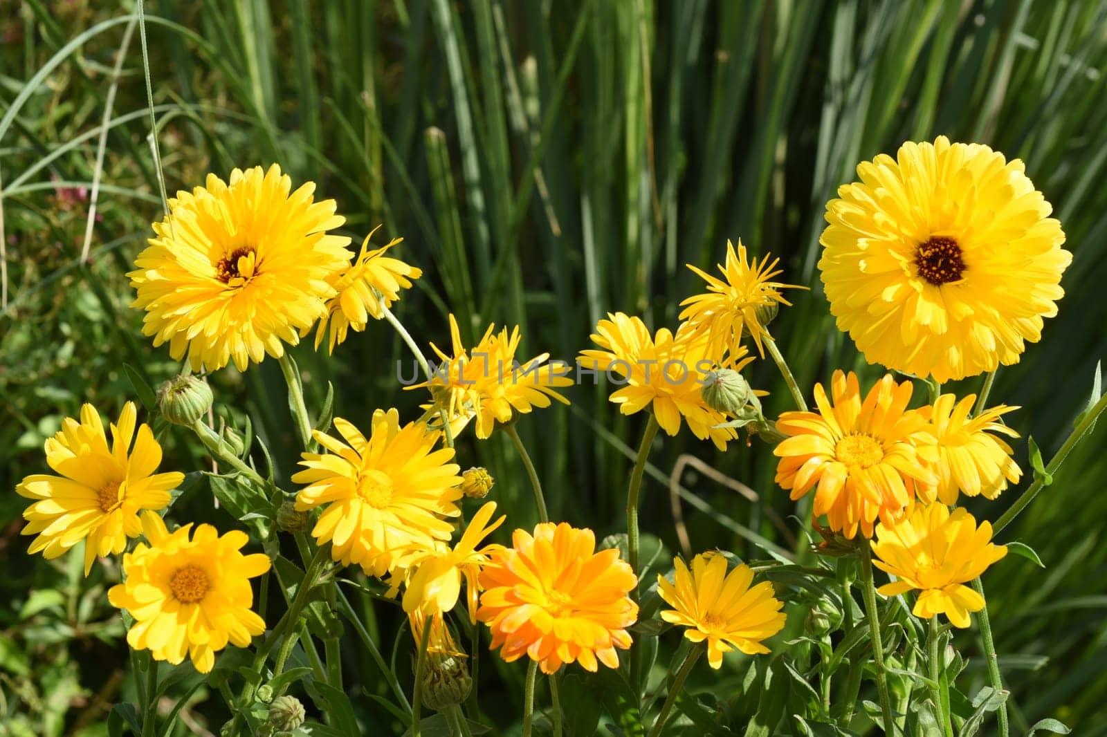 Calendula,Calendula Officinalis is an important medicinal plant with yellow flowers. It is also used in medicine. Marigold,Calendula officinalis is an important medicinal plant with yellow flowers. It is also used in medicine.