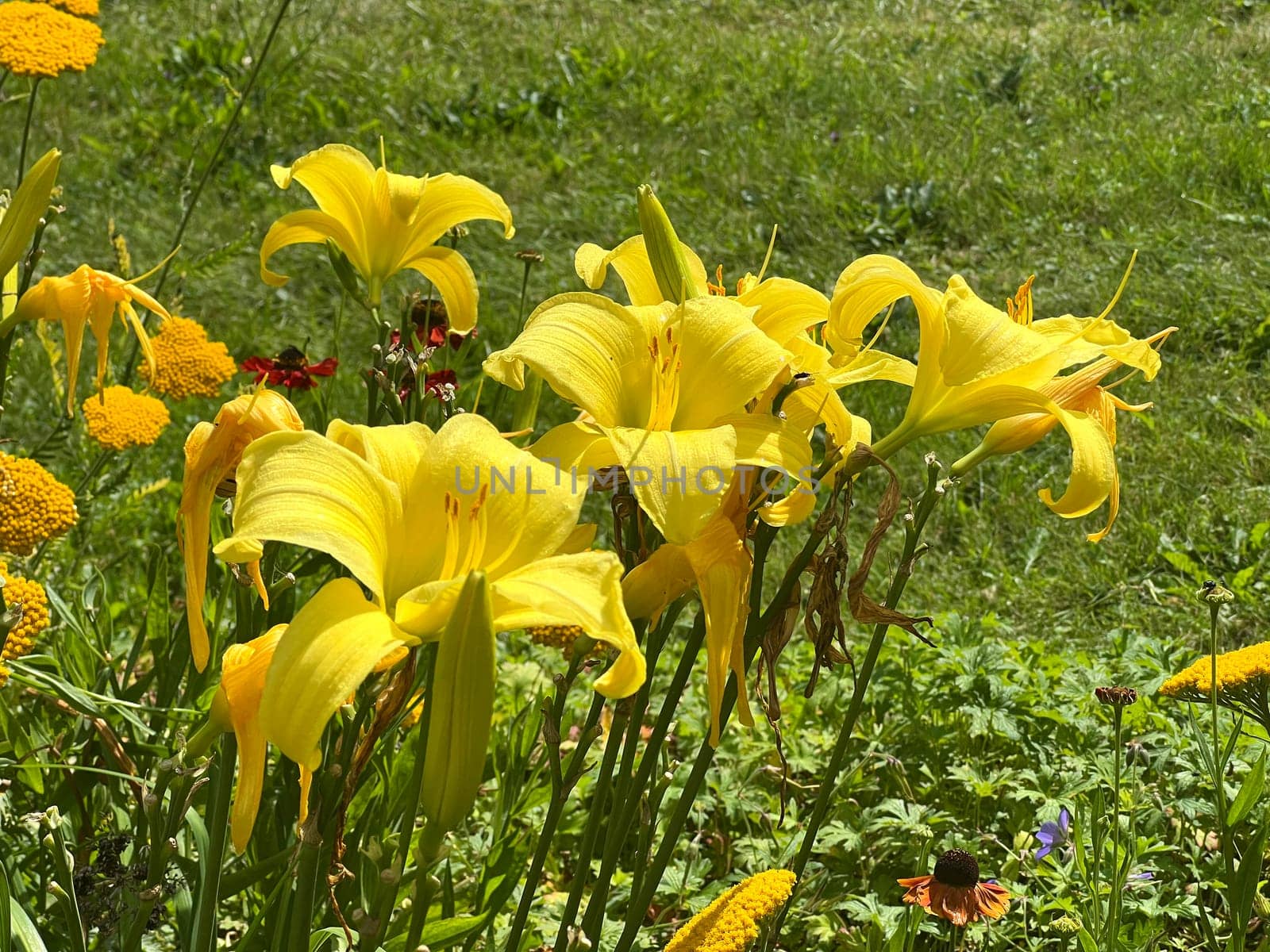 Daylily,Hemerocallis,is a beautiful summer flower with partly yellow,red or orange flowers. Daylily,Hemerocallis,is a beautiful summer flower with partly yellow,red or orange flowers