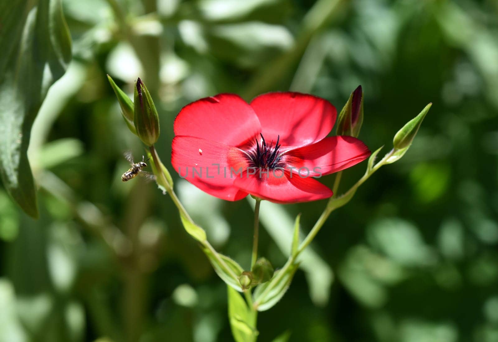 Red flax,Linum grandiflorum,annual summer flower with bright red flowers. Red flax,Linum grandiflorum,annual summer flower with bright red flowers