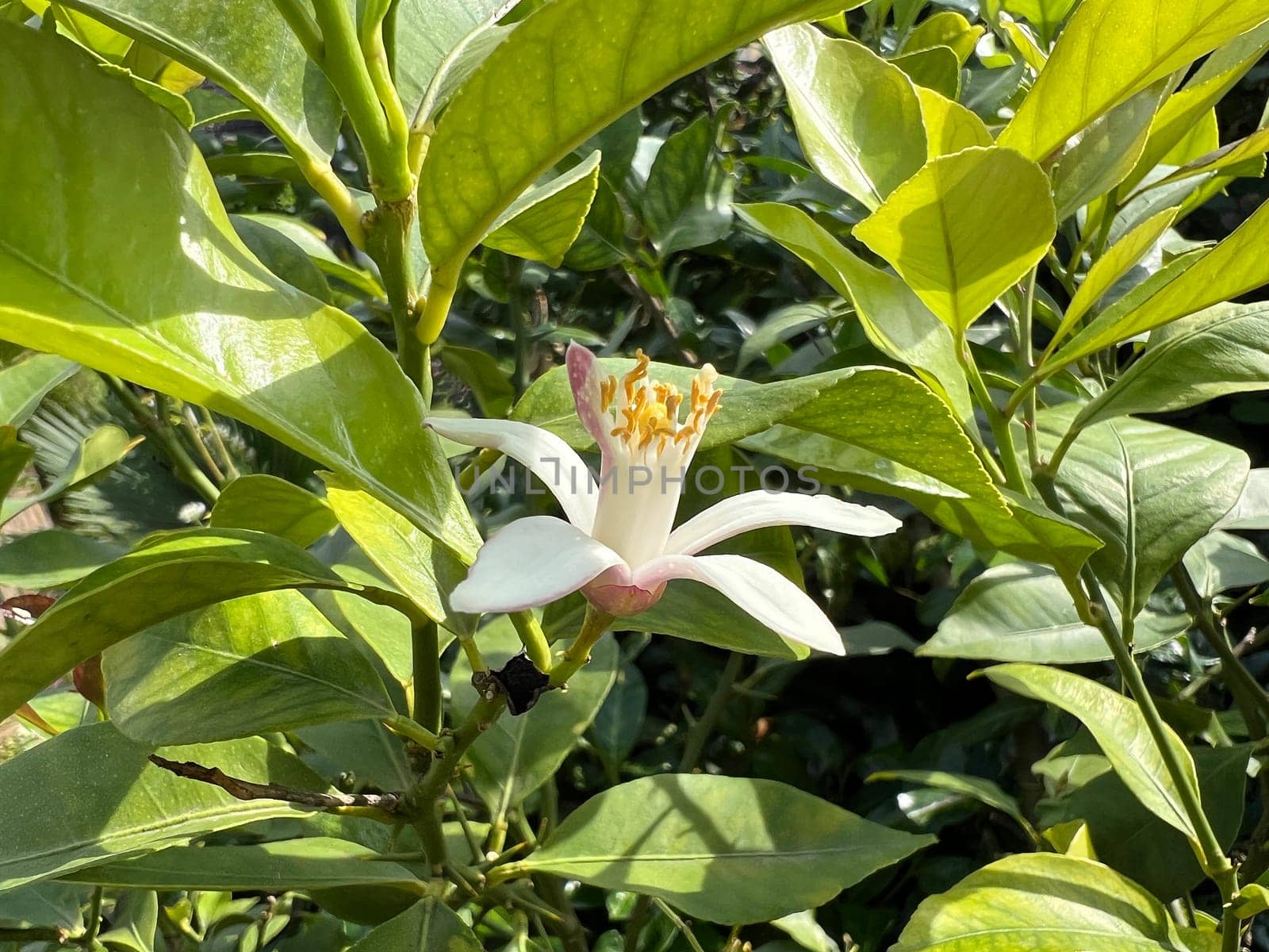 Lemon blossom,Citrus limon exudes a strong,lovely scent. Lemon blossom,Citrus limon exudes a strong,sweet scent.