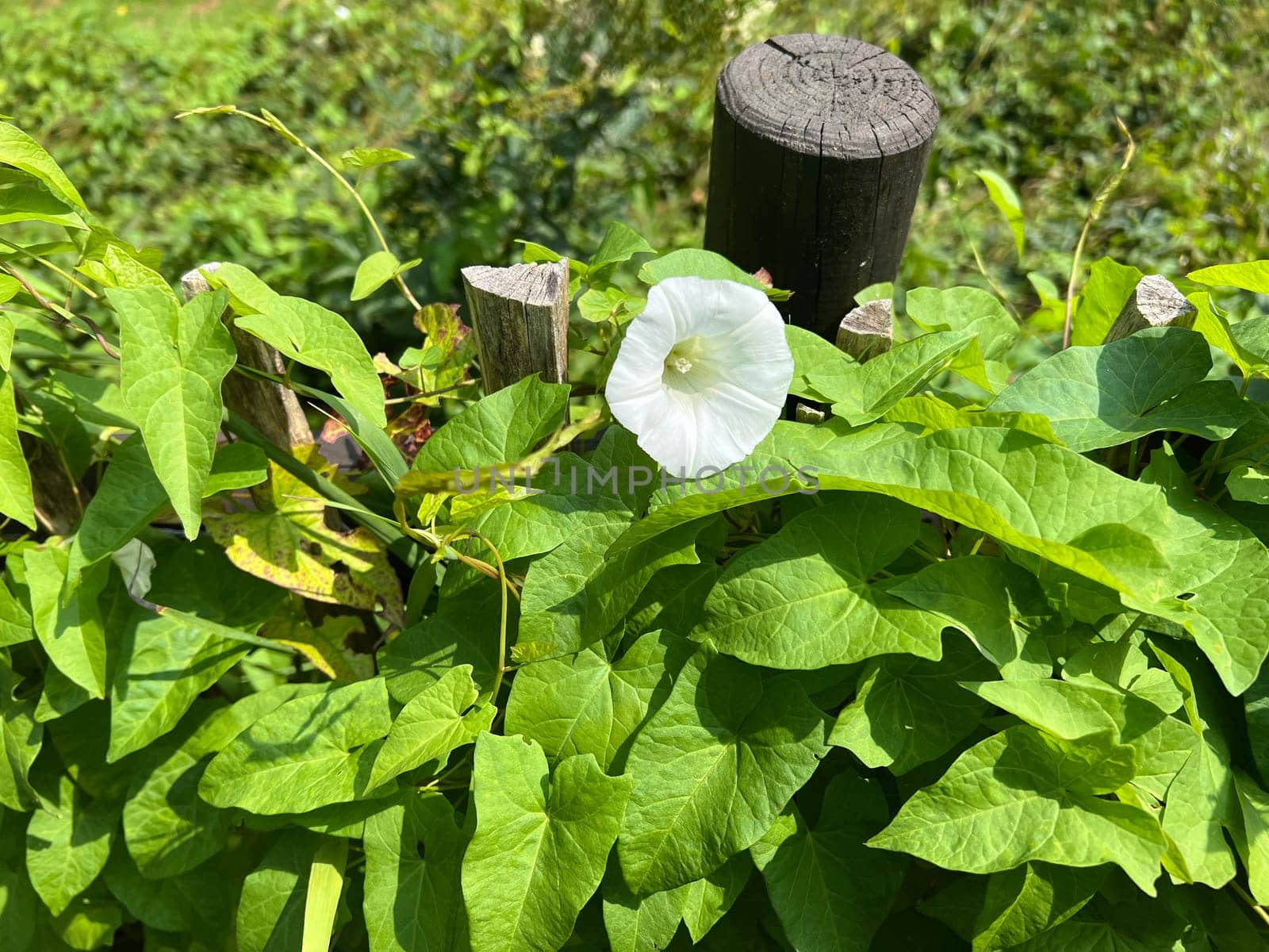 Morning glory,Convolvulus pulcher,is a climbing plant with white flowers that likes to overgrow all other plants. Hedge bindweed,Convolvulus pulcher,is a climbing plant with white flowers that likes to overgrow all other plants.