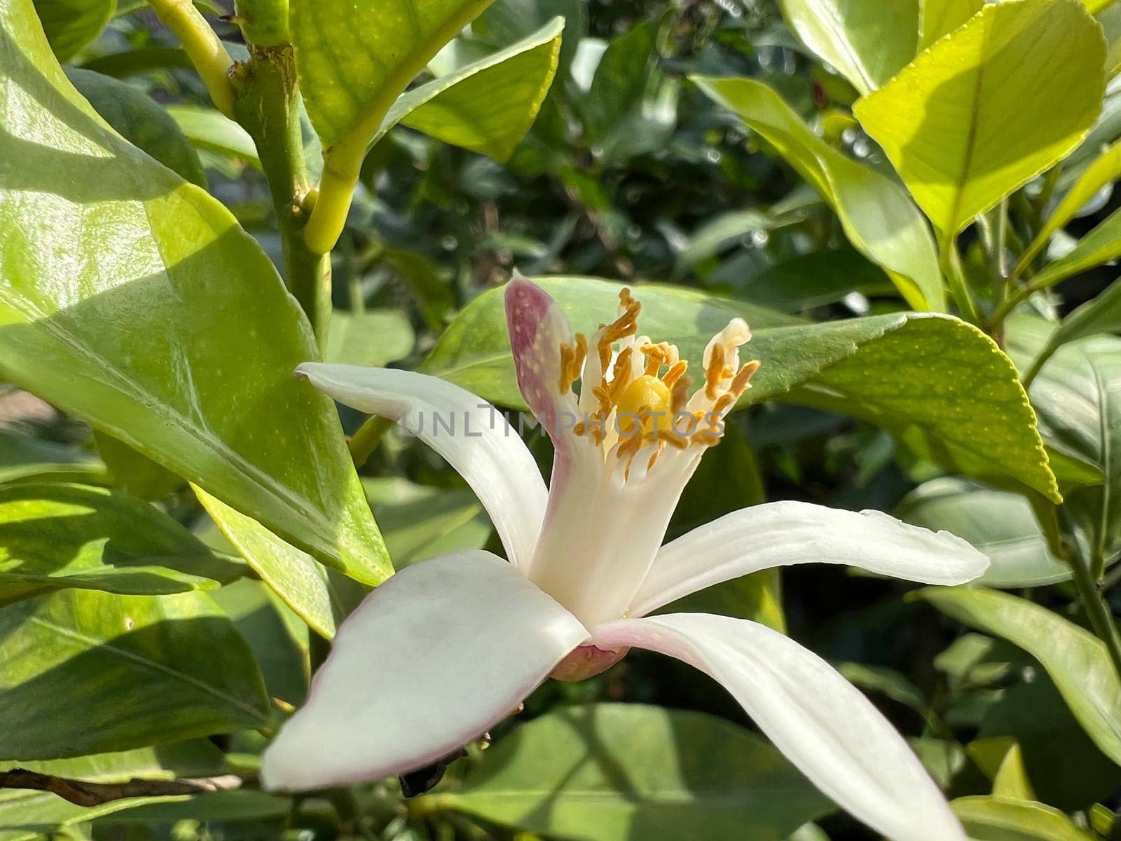 Lemon blossom,Citrus limon exudes a strong,lovely scent. Lemon blossom,Citrus limon exudes a strong,sweet scent.