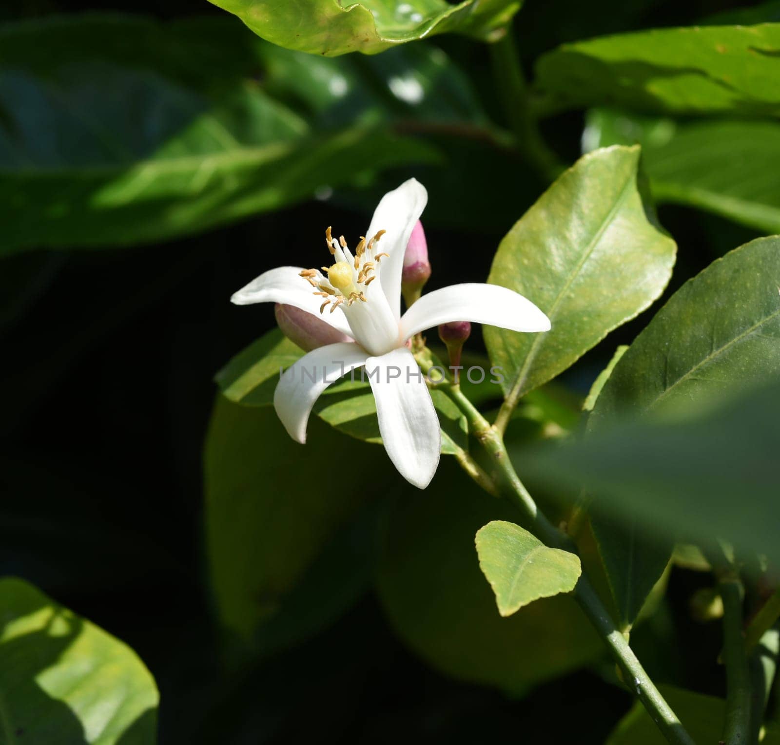 Lemon blossom,Citrus limon exudes a strong,lovely scent. Lemon blossom,Citrus limon exudes a strong,sweet scent.
