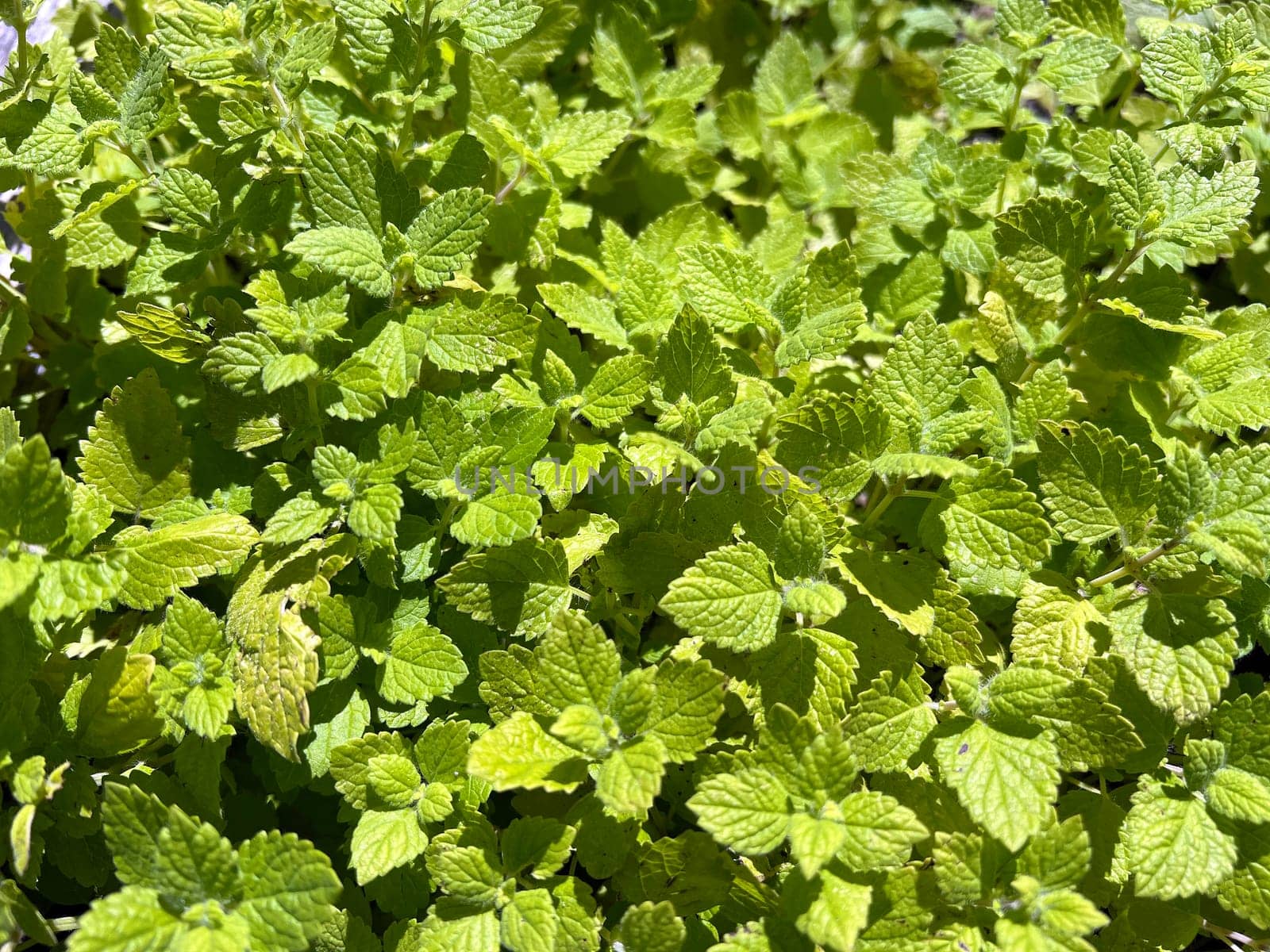Lemon balm Melissa officinalis is an important medicinal plant and a fragrant plant with white flowers. It is a beautiful perennial and is also used in medicine. Lemon balm Melissa officinalis,is an important medicinal plant and an aromatic plant with white flowers. It is a beautiful perennial and is also used in medicine.